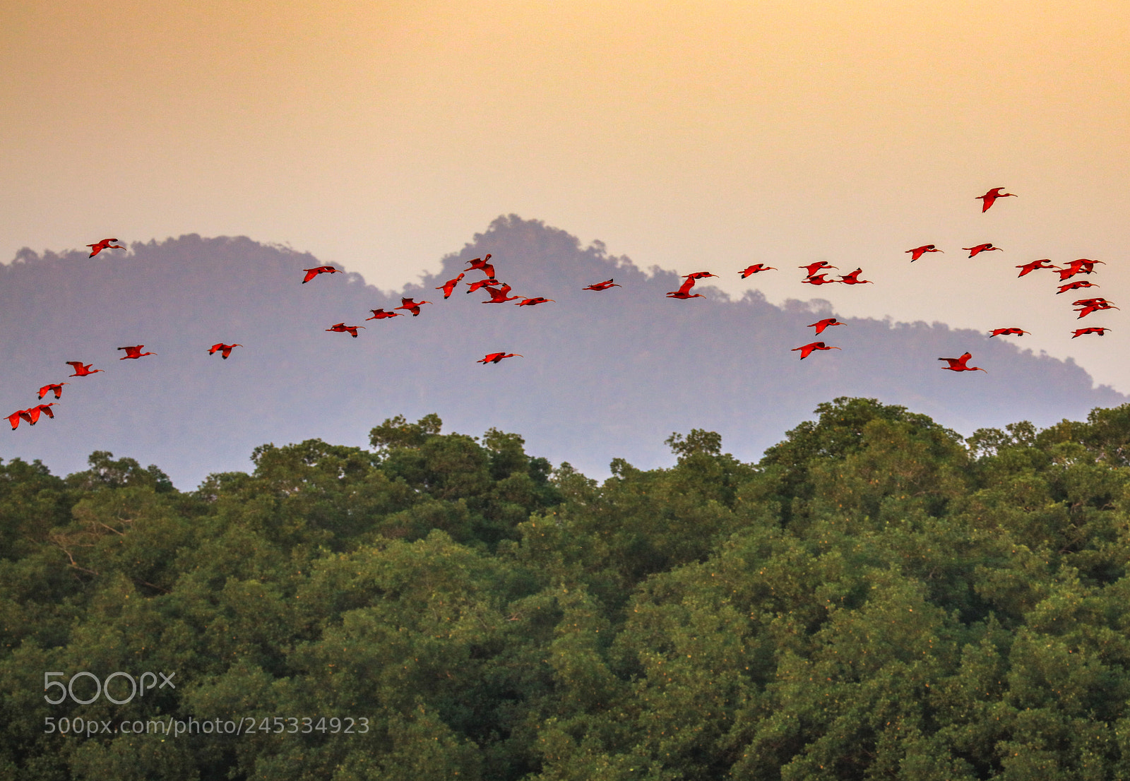 Canon EOS 5DS R sample photo. Caroni swamp 12 photography