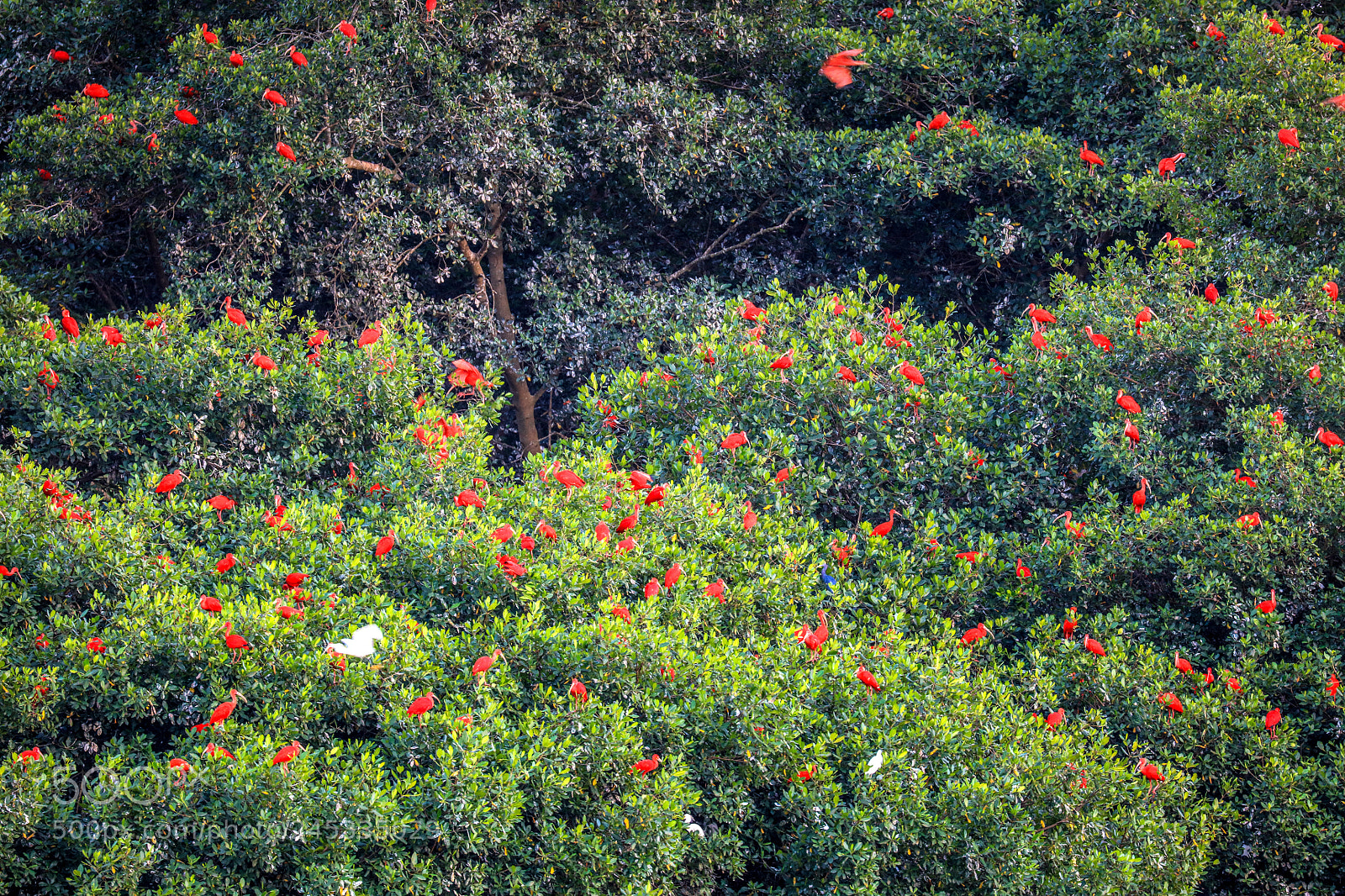 Canon EOS 5DS R sample photo. Caroni swamp 13 photography