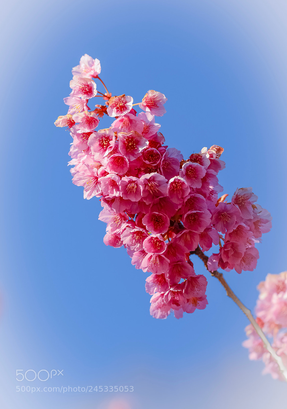 Nikon D800E sample photo. Untitled photography