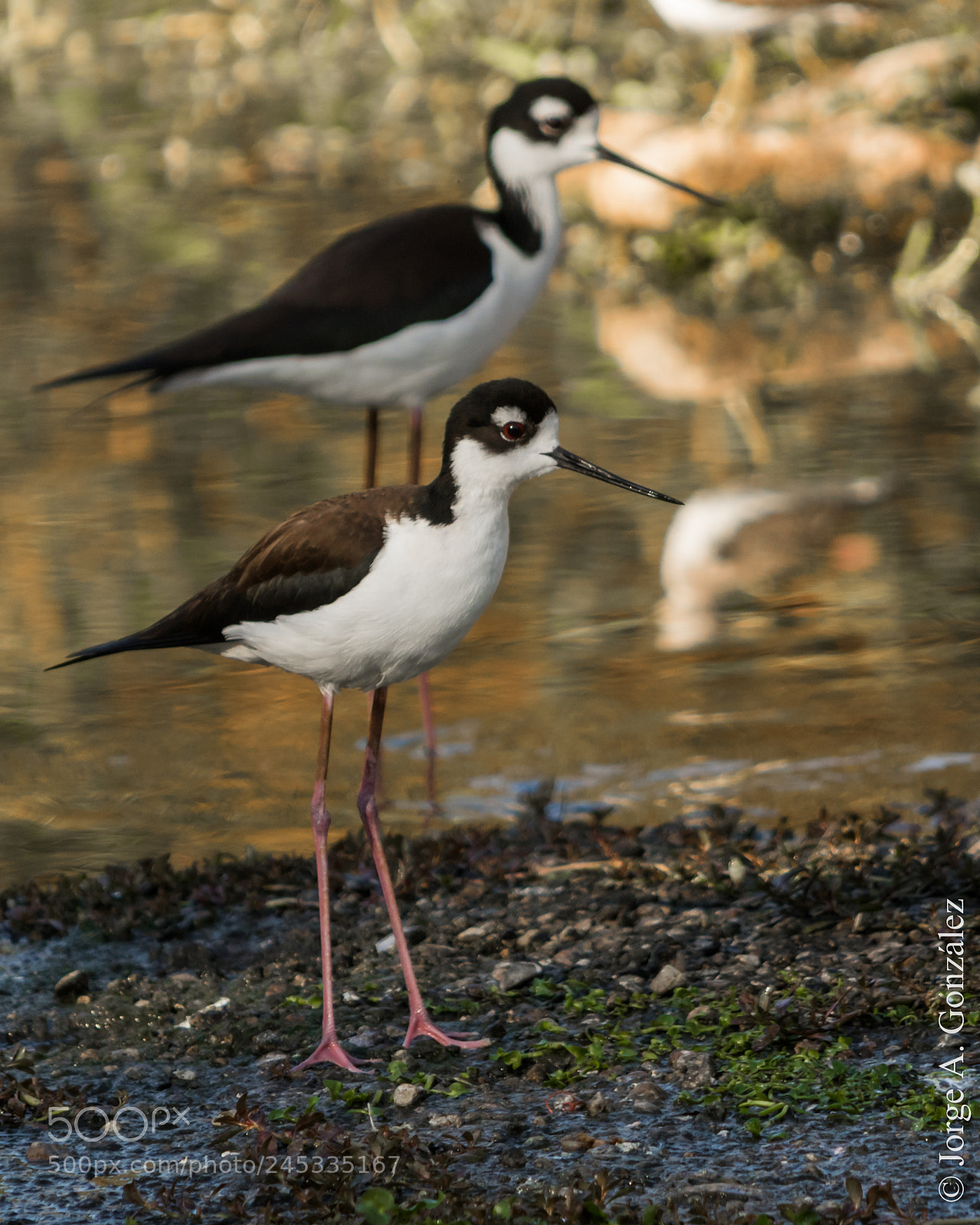 Canon EOS 7D Mark II sample photo. Himantopus mexicanus photography