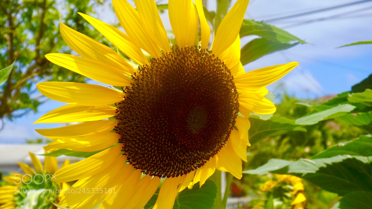 Fujifilm FinePix S4800 sample photo. Sunflower, barbados. photography