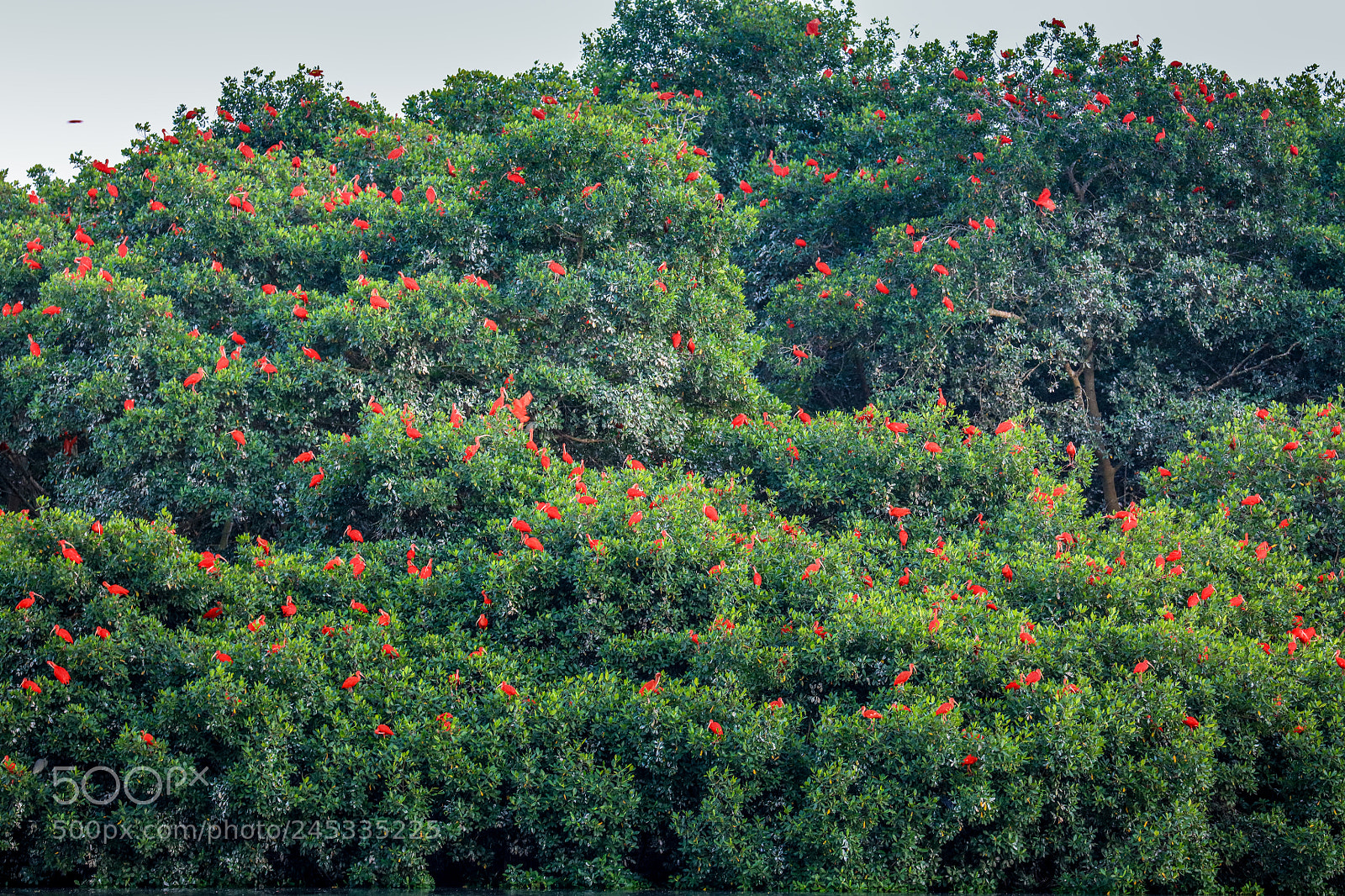 Canon EOS 5DS R sample photo. Caroni swamp 14 photography