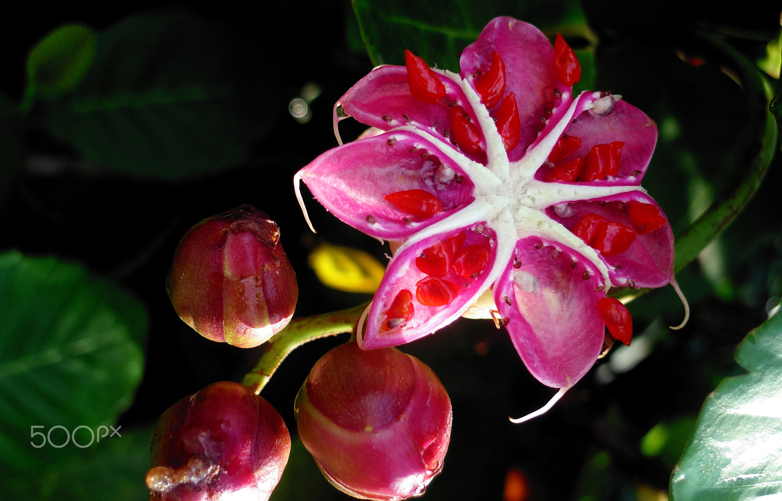 Leica D-LUX 4 sample photo. Succulence photography
