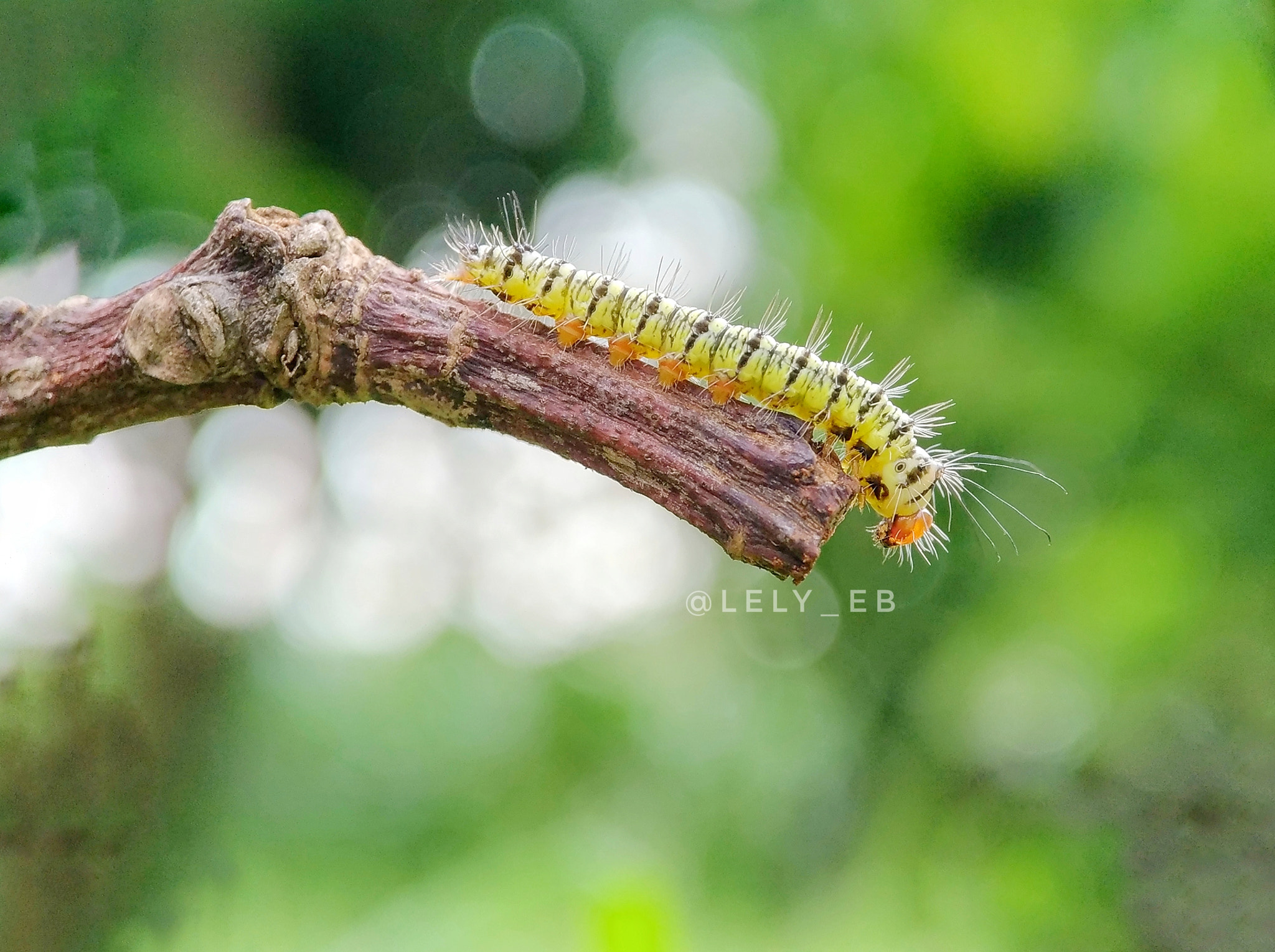 ASUS Z017DB sample photo. Yellow caterpillar photography