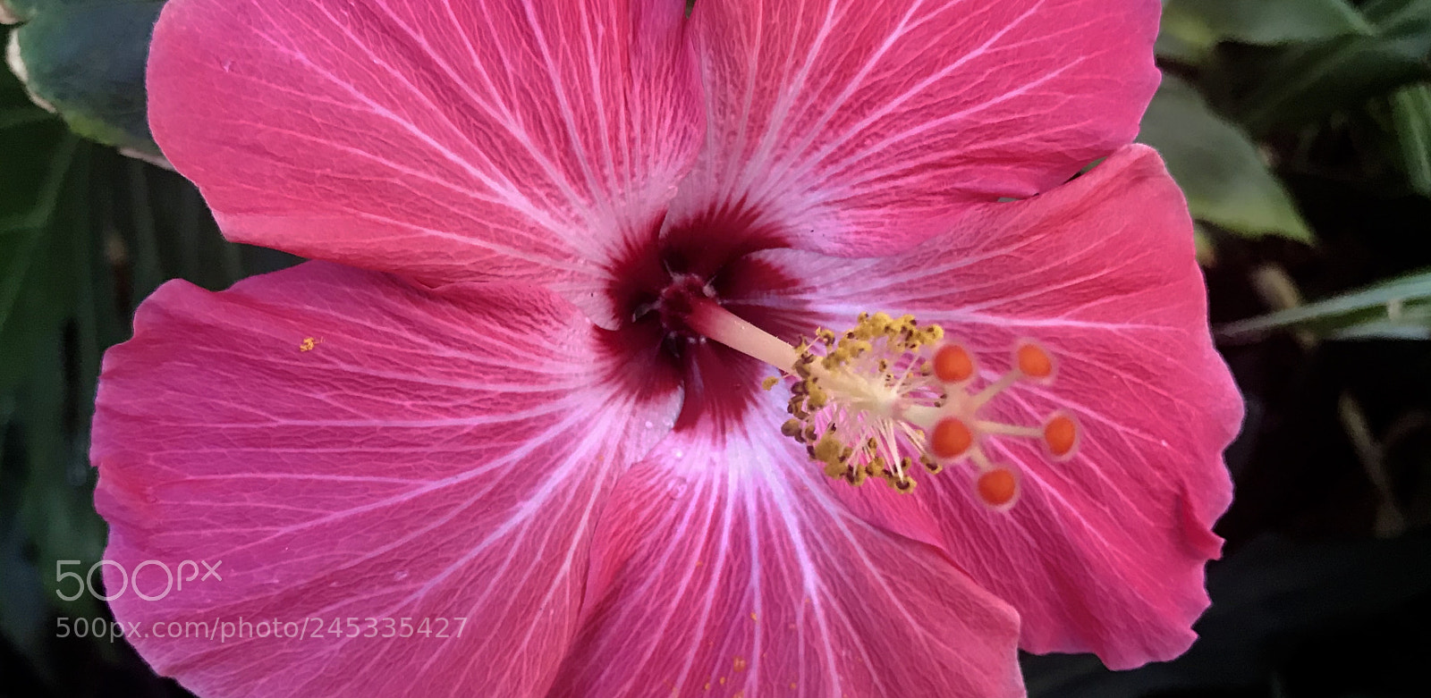 Apple iPhone 7 sample photo. Close hibiscus... photography