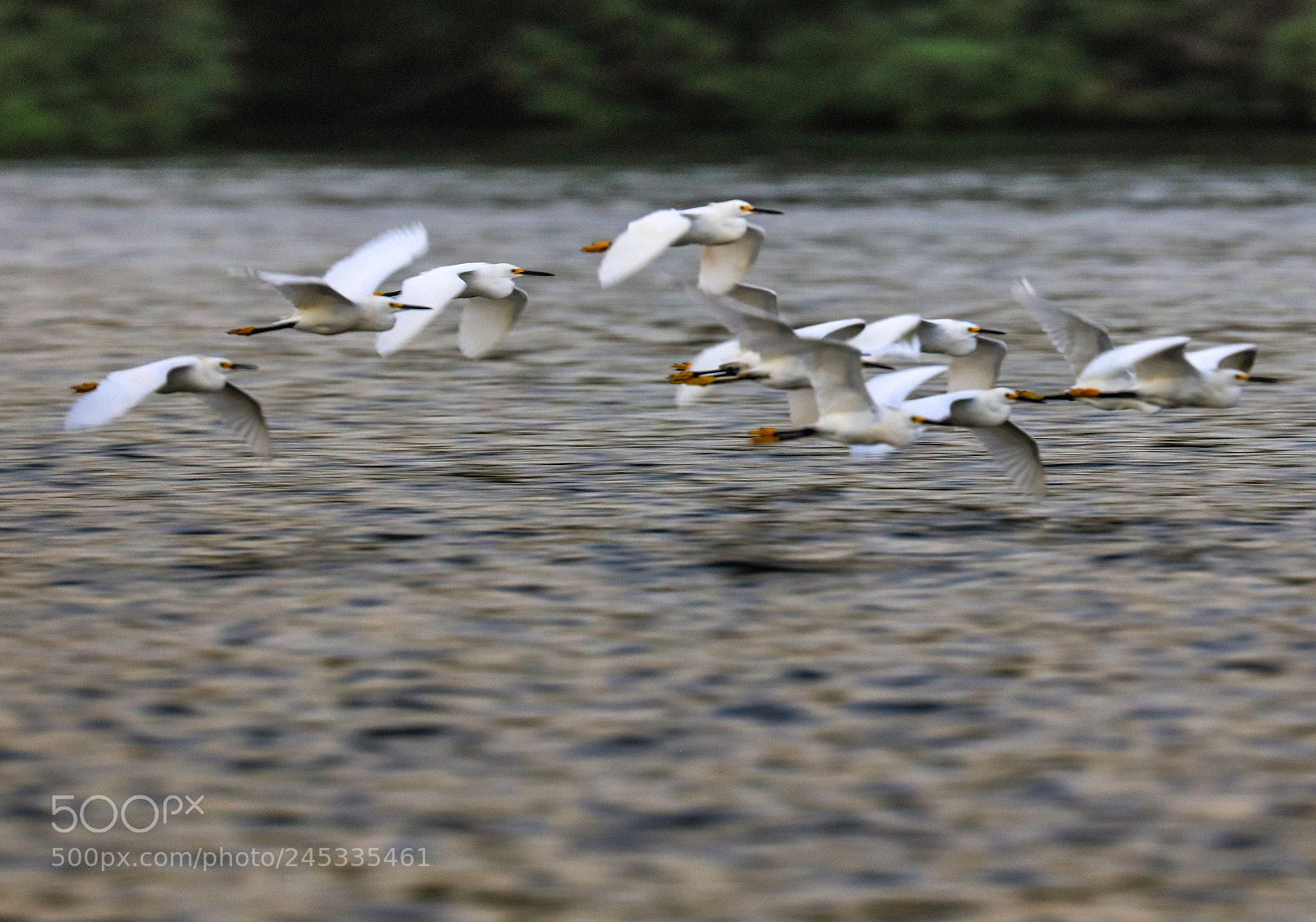 Canon EOS 5DS R sample photo. Caroni swamp 16 photography