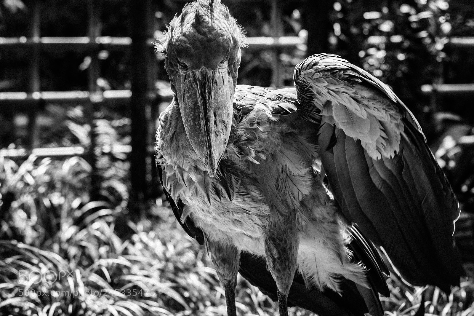 Nikon D610 sample photo. Ueno zoo photography