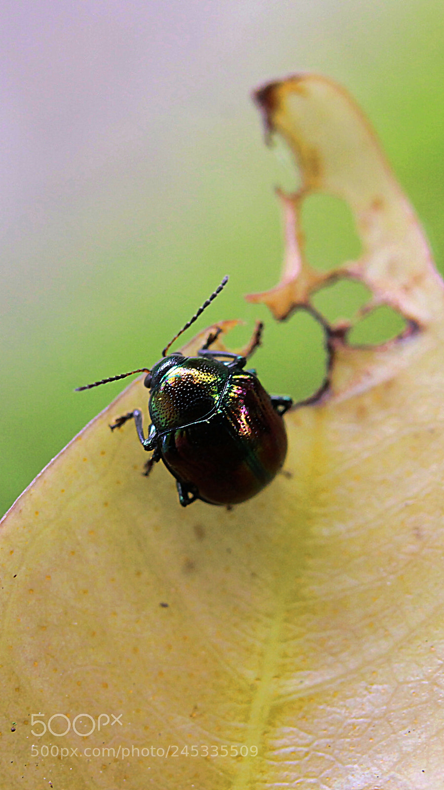 Canon EOS 50D sample photo. Fresh leaves, i'm so photography