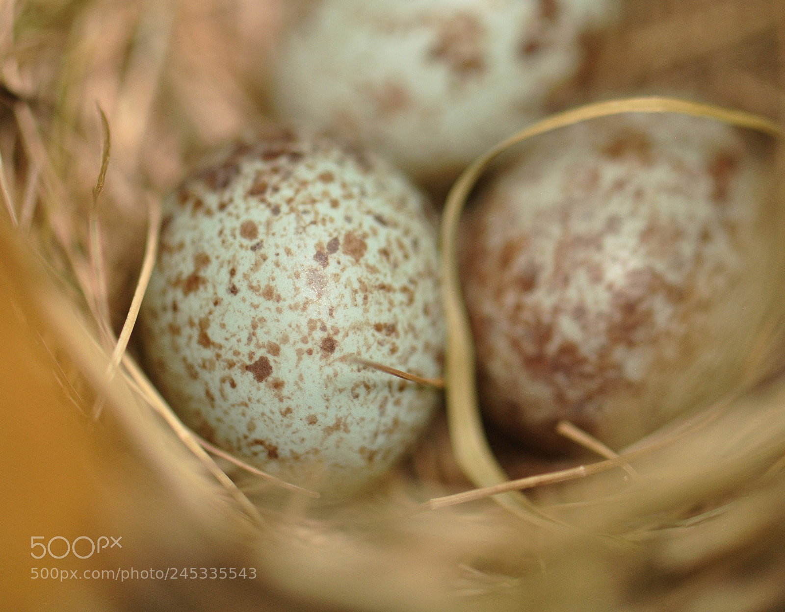 Nikon D90 sample photo. Sparrow eggs macro 2 photography