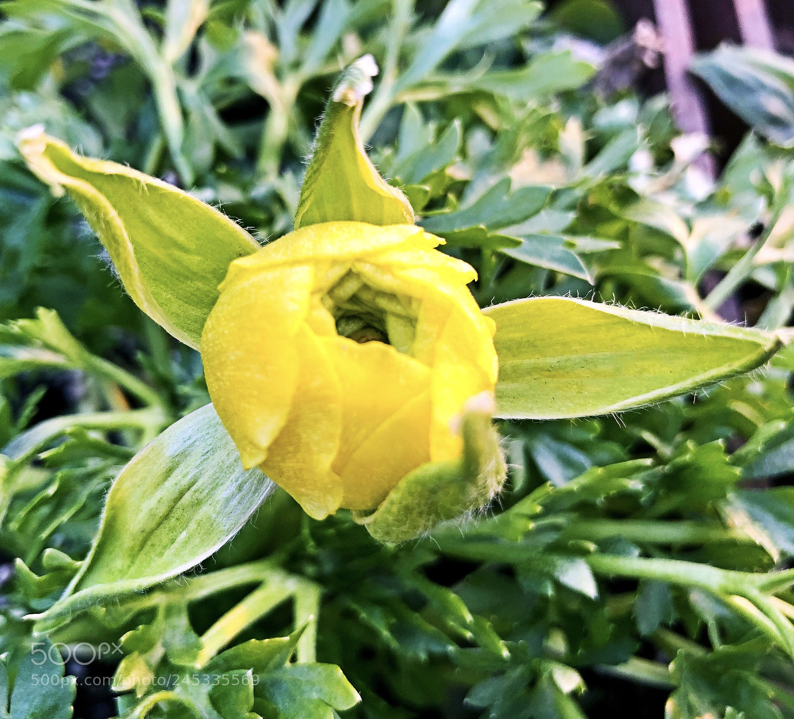 Apple iPhone X sample photo. Untitled photography