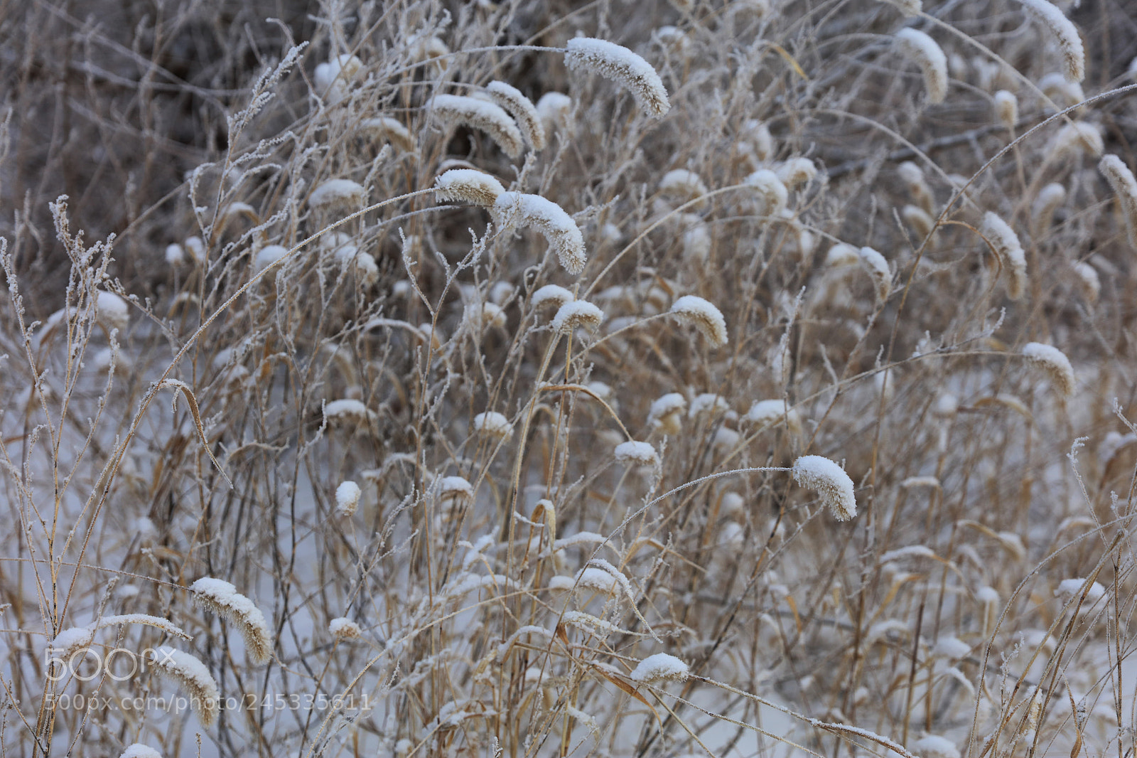 Canon EOS 5DS R sample photo. Shaggydog photography