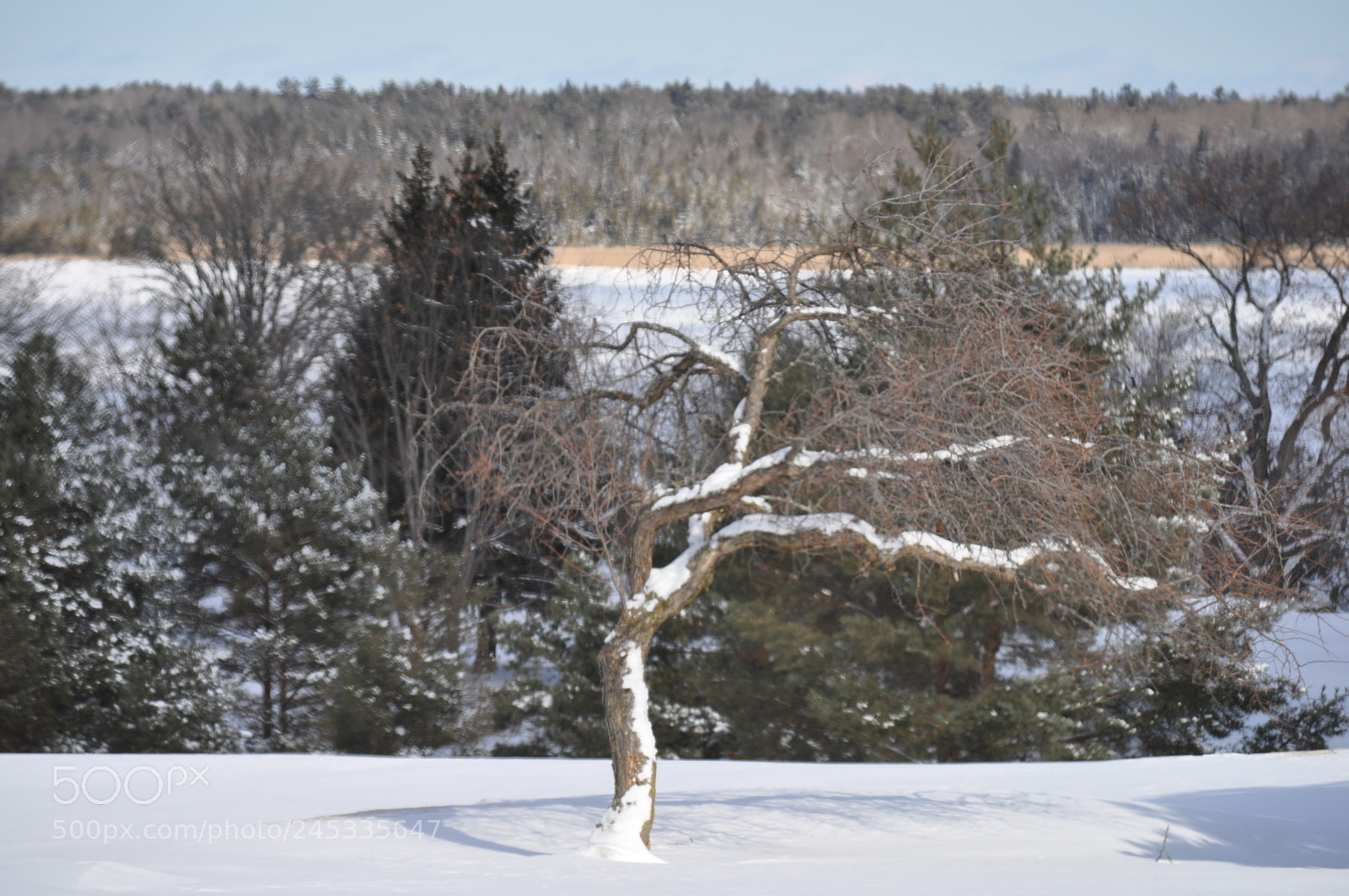 Nikon D5000 sample photo. Acrobatic tree photography