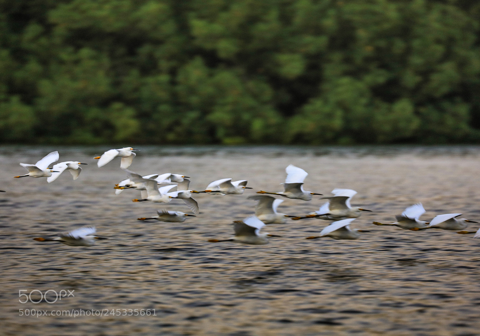 Canon EOS 5DS R sample photo. Caroni swamp 17 photography