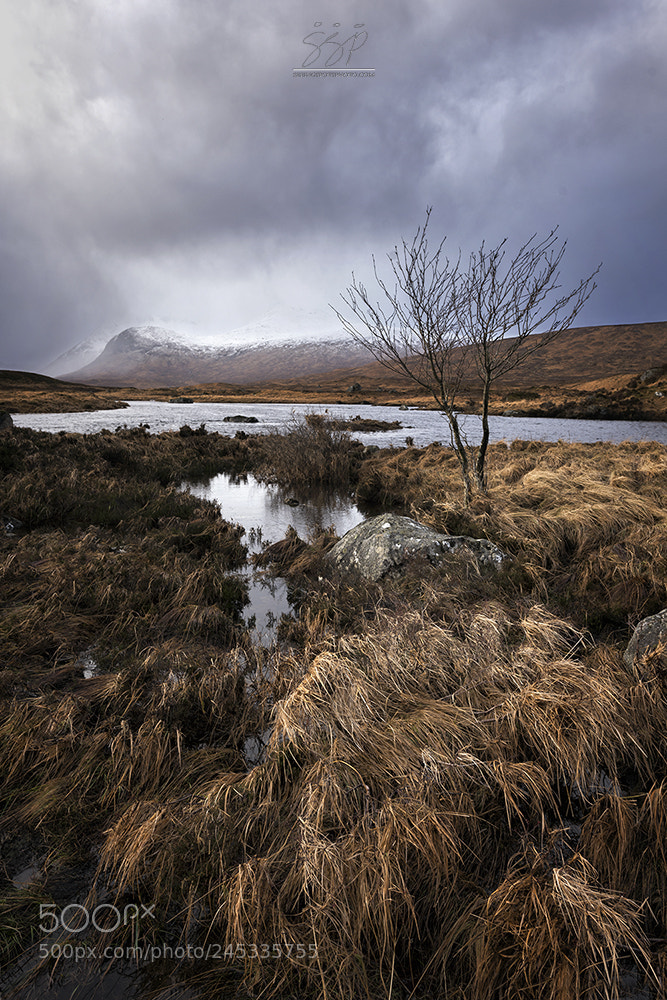 Nikon D810 sample photo. Windswept :: scotland photography