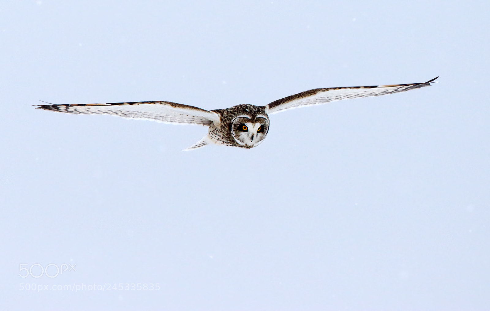 Canon EOS 7D Mark II sample photo. Glide mode photography