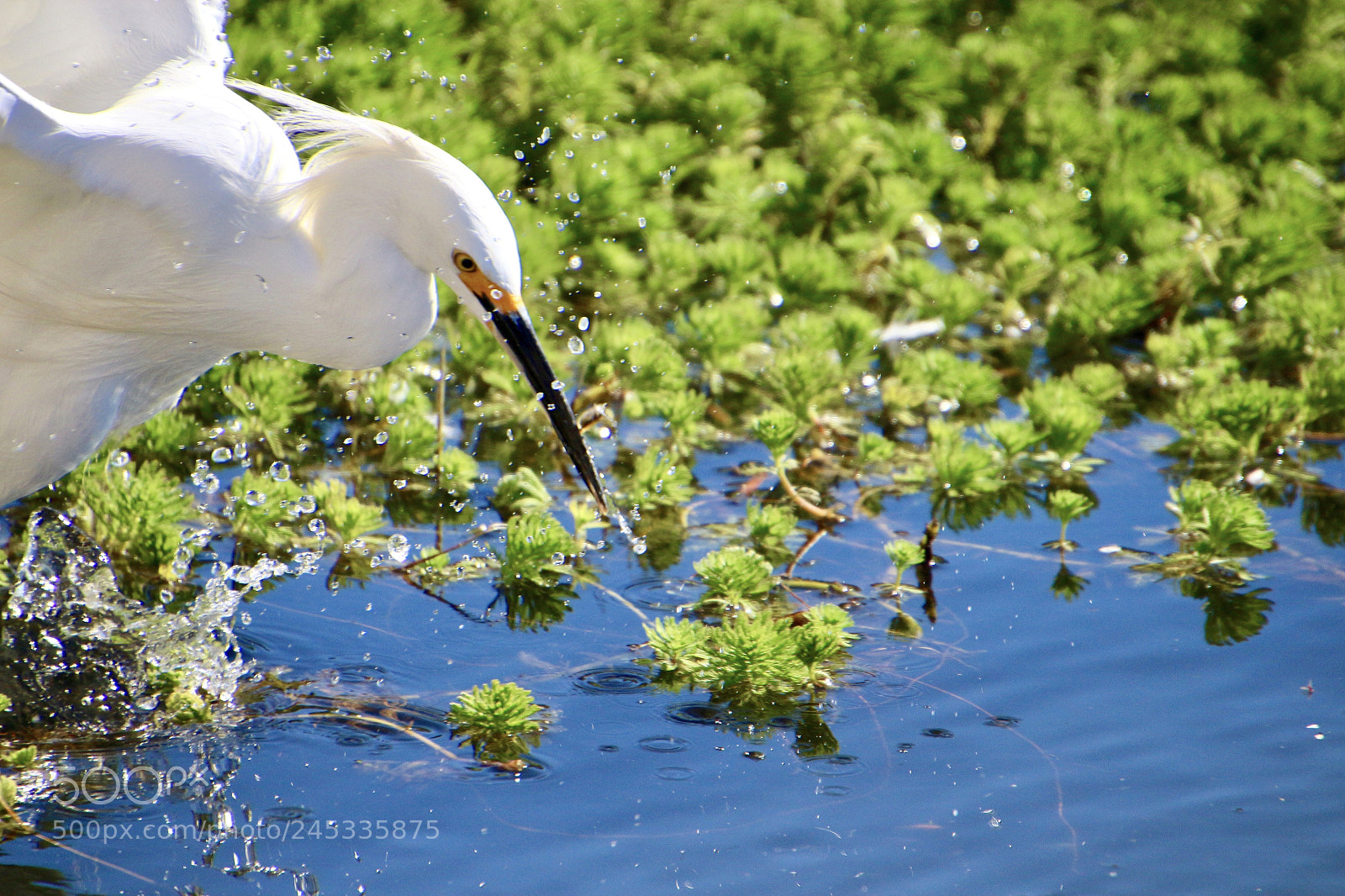 Canon EOS 700D (EOS Rebel T5i / EOS Kiss X7i) sample photo. Snowy egret photography