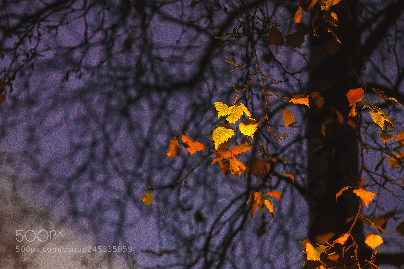 Canon EOS 5D sample photo. Leaves on fire photography
