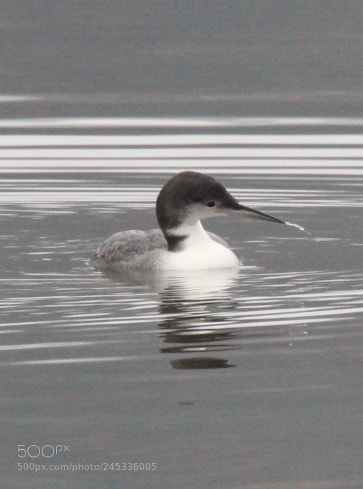 Canon EOS 1300D (EOS Rebel T6 / EOS Kiss X80) sample photo. Common loon photography
