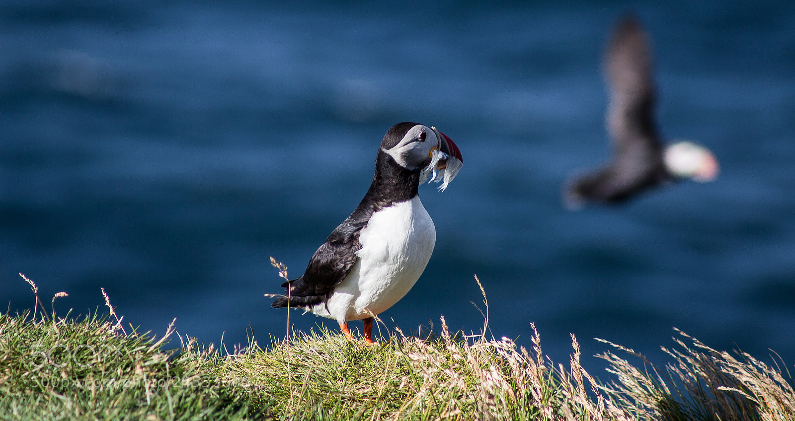 Canon EOS 700D (EOS Rebel T5i / EOS Kiss X7i) sample photo. Puffins at lunch photography