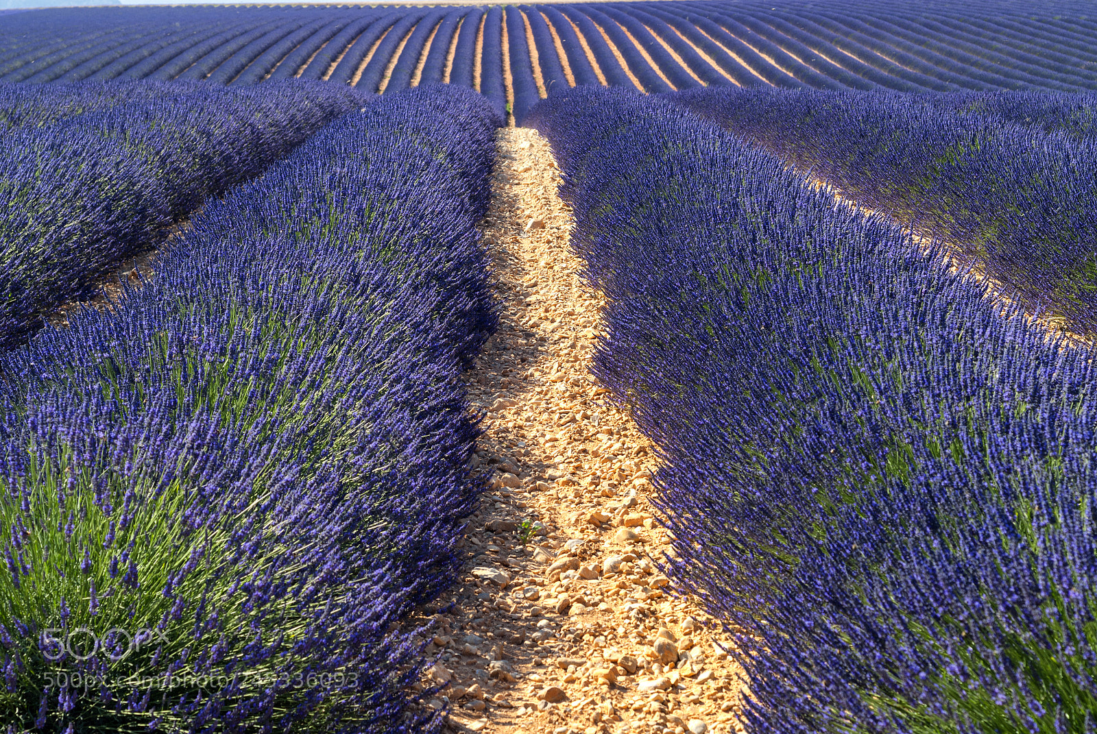 Nikon D200 sample photo. Plateau de valensole provence photography