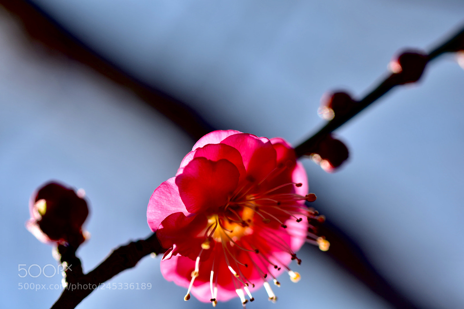 Nikon D7200 sample photo. Plum blossom photography