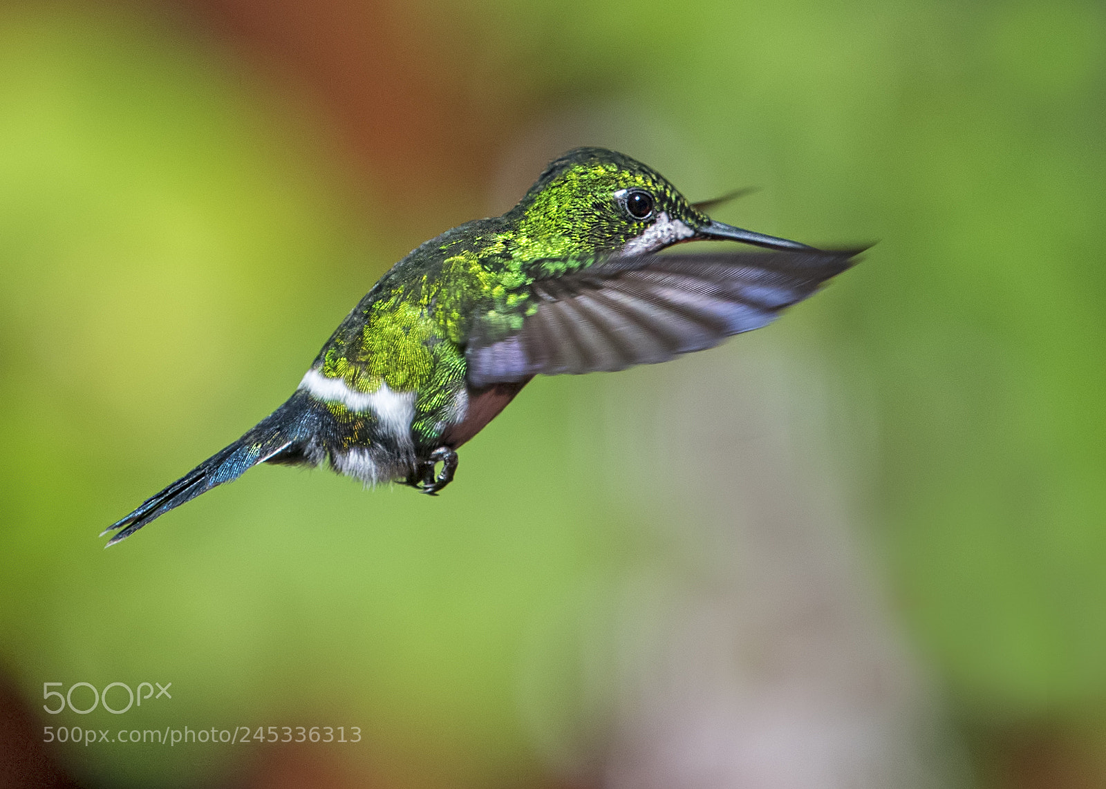 Nikon D500 sample photo. Green thorntail hummingbird female photography