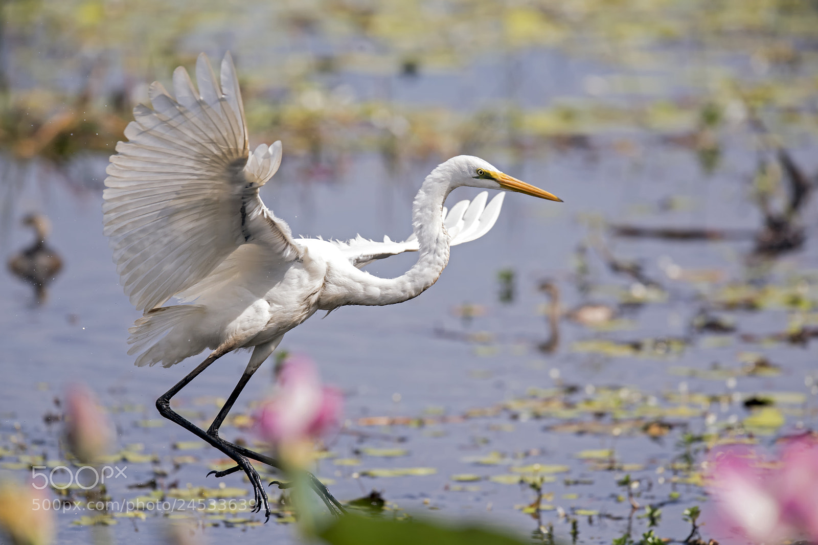 Nikon D5 sample photo. 鹤落飘逸 fly heron landing photography