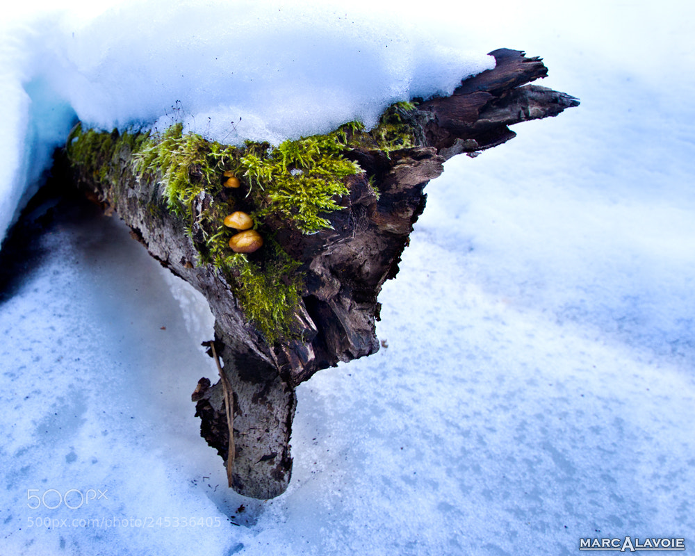 Pentax K-3 sample photo. Winter fern and mushrooms photography