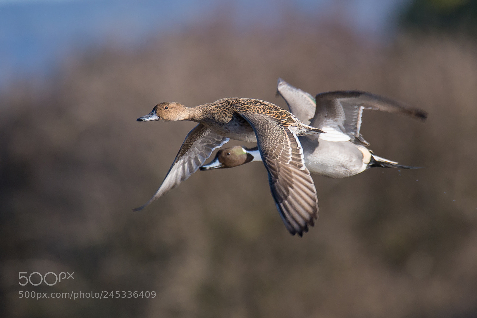 Nikon D610 sample photo. Pair photography