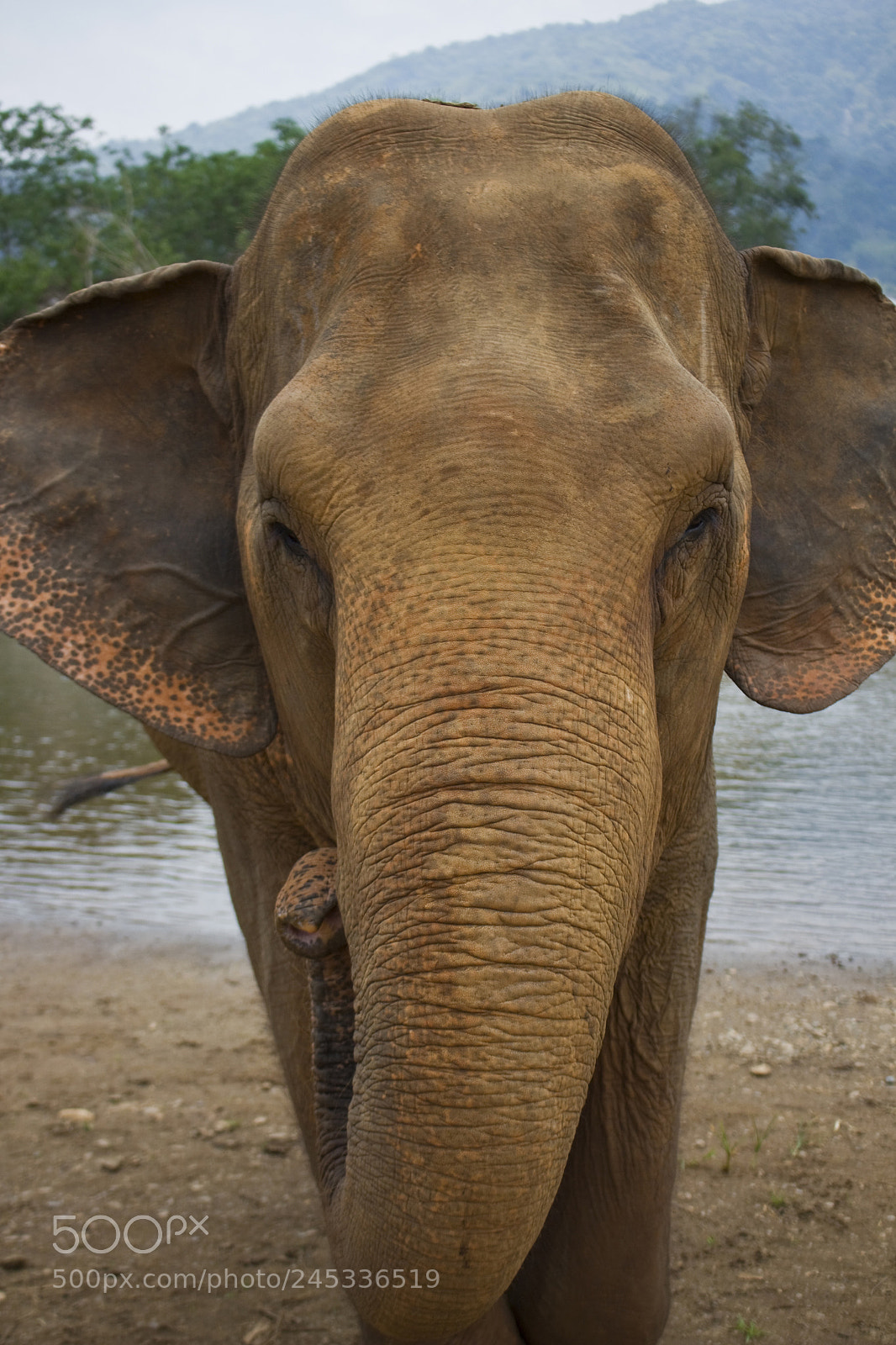 Canon EOS 700D (EOS Rebel T5i / EOS Kiss X7i) sample photo. Asian elephant photography