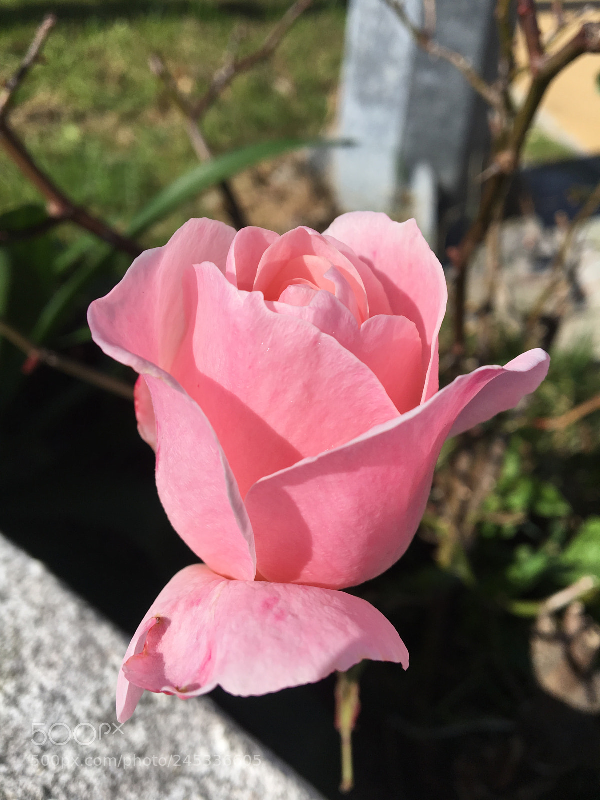 Apple iPhone 6s sample photo. Untitled photography