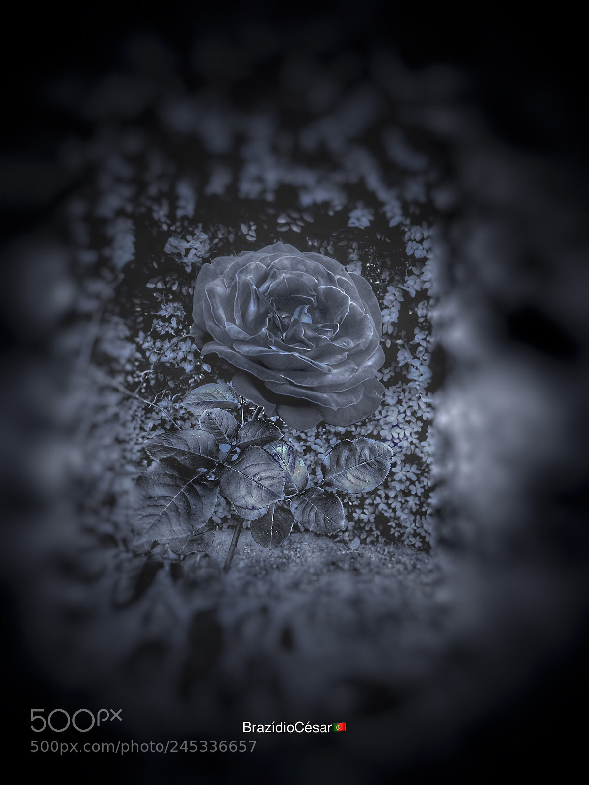 Apple iPhone 6s sample photo. Ice rose photography