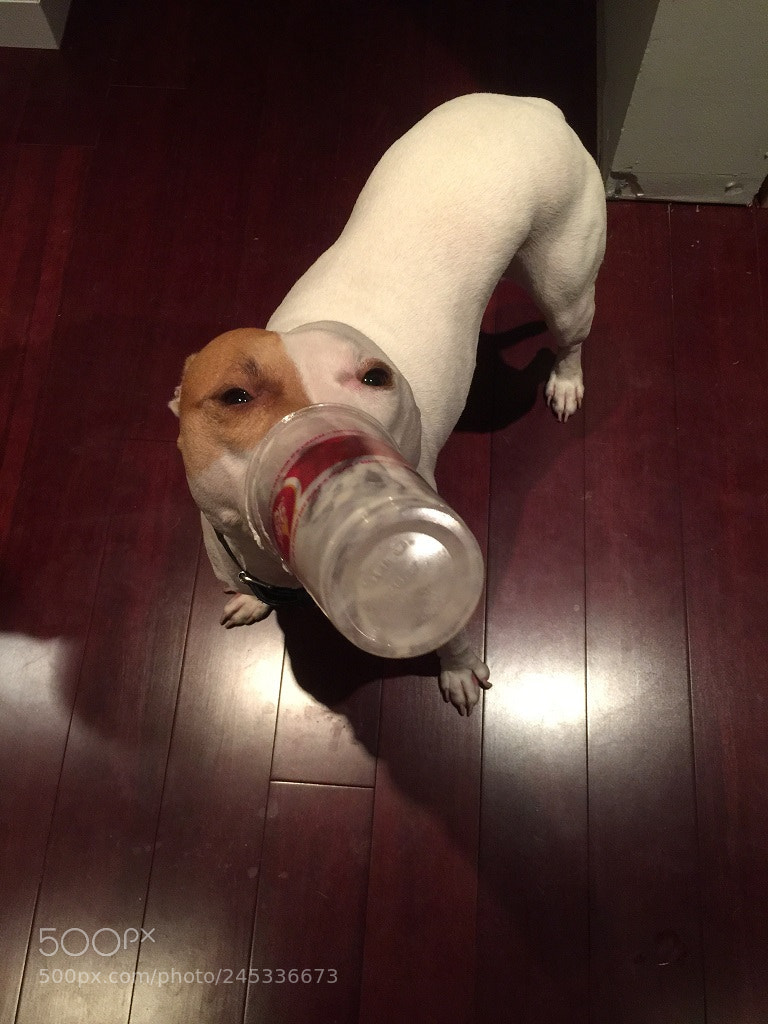 Apple iPhone 6 Plus sample photo. Bubba drinking milkshake photography