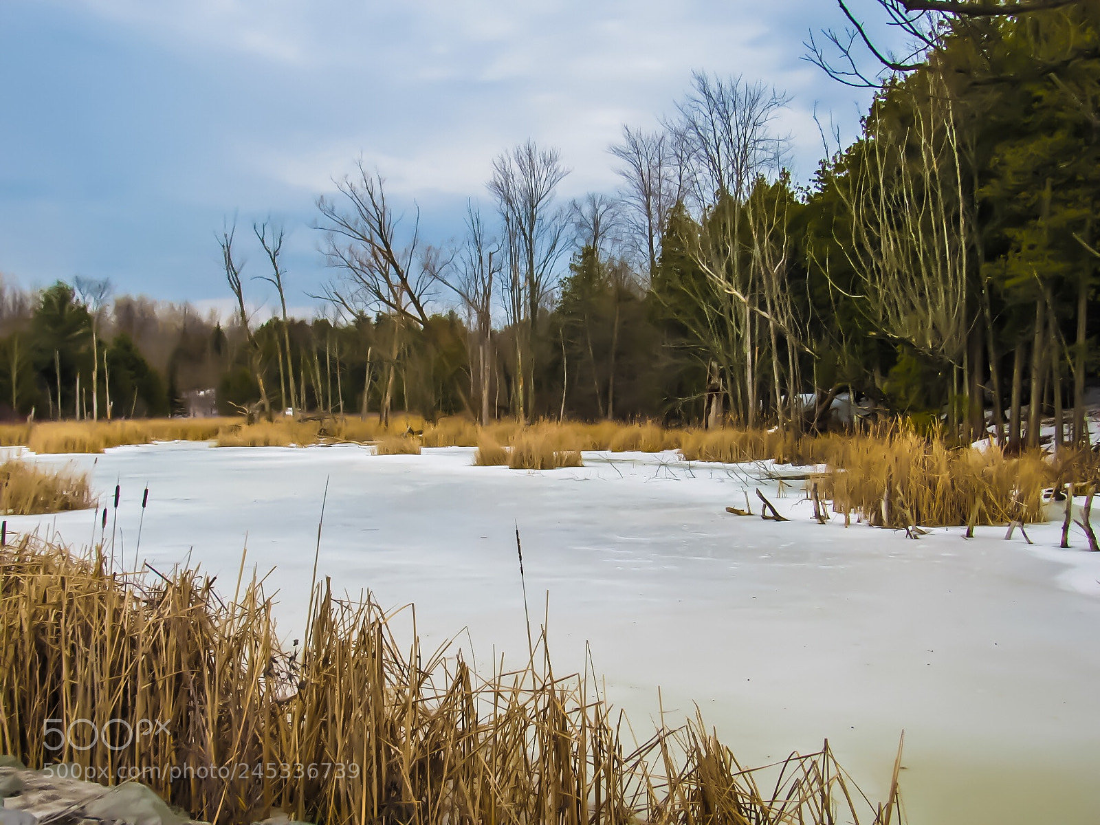 Canon PowerShot SX530 HS sample photo. A pretty winter scene photography