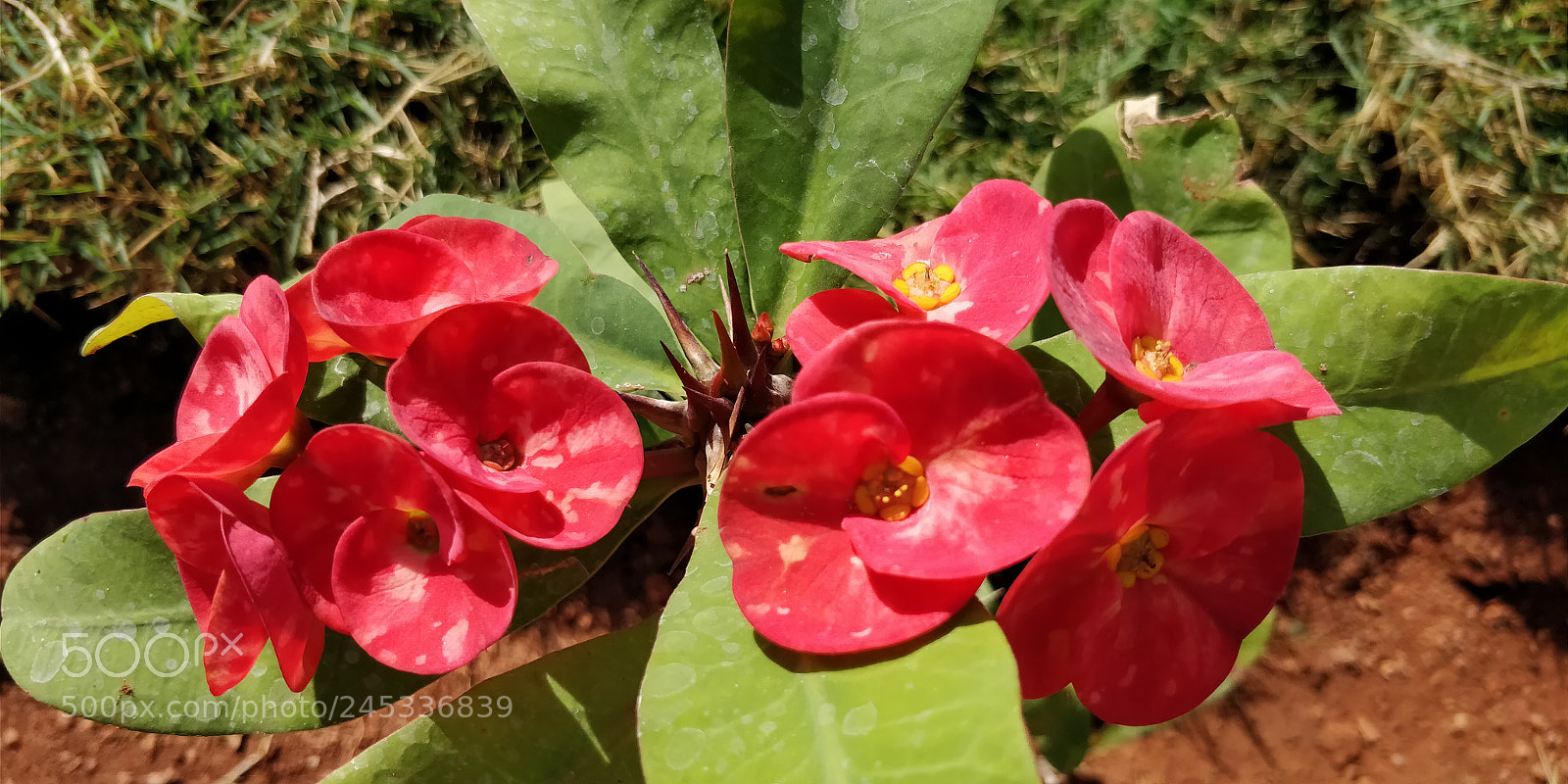 OnePlus 5T sample photo. Untitled photography
