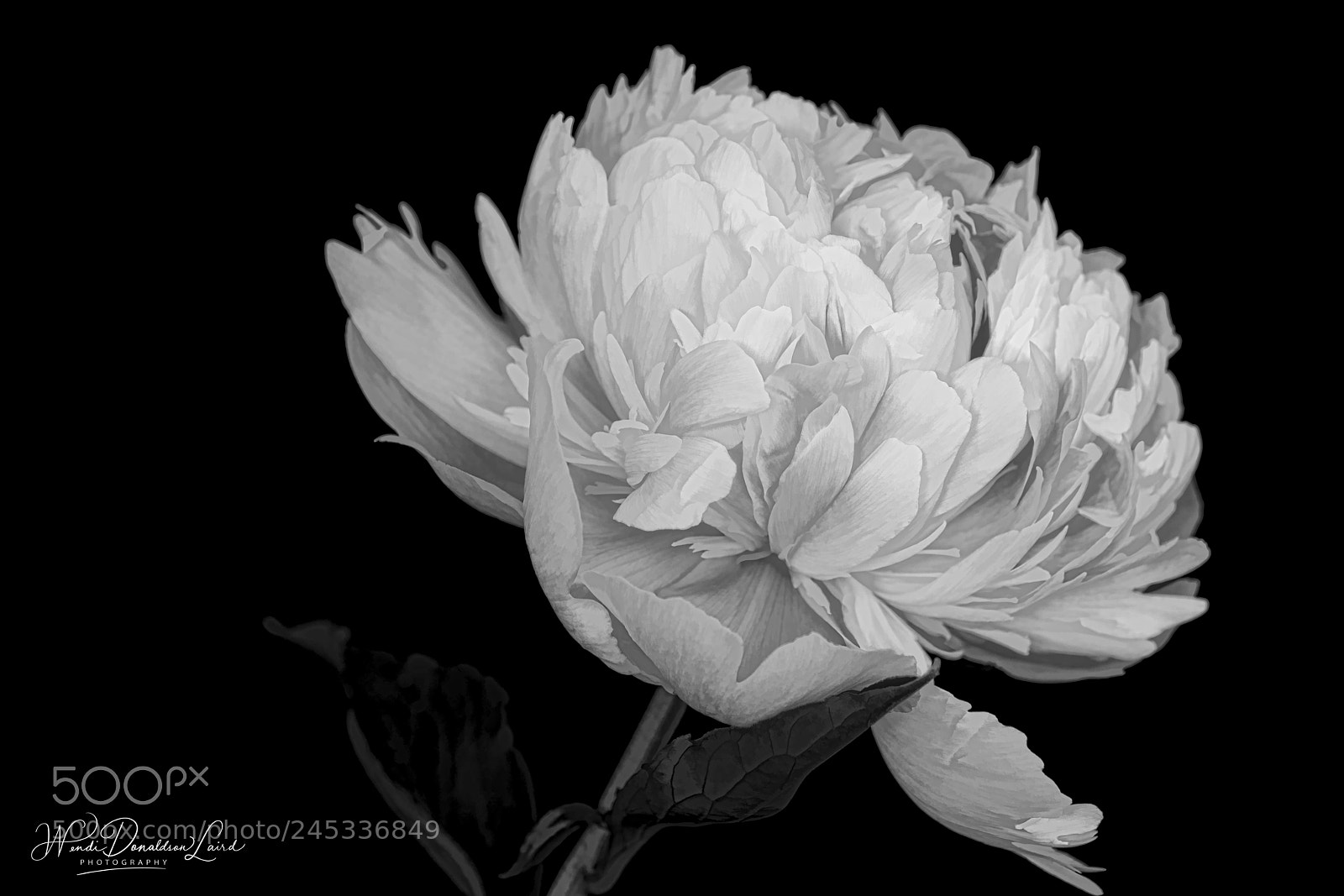 Sony a7R II sample photo. Peony study vvii photography