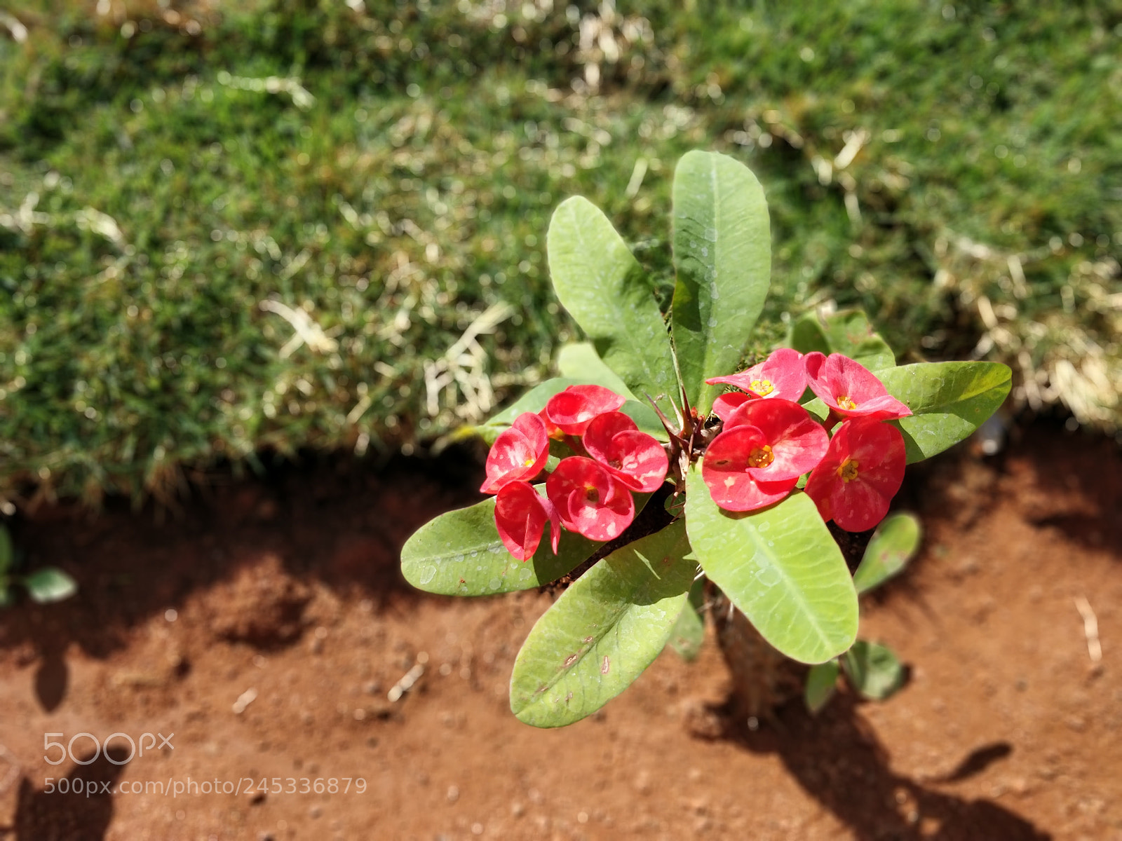 OnePlus 5T sample photo. Untitled photography