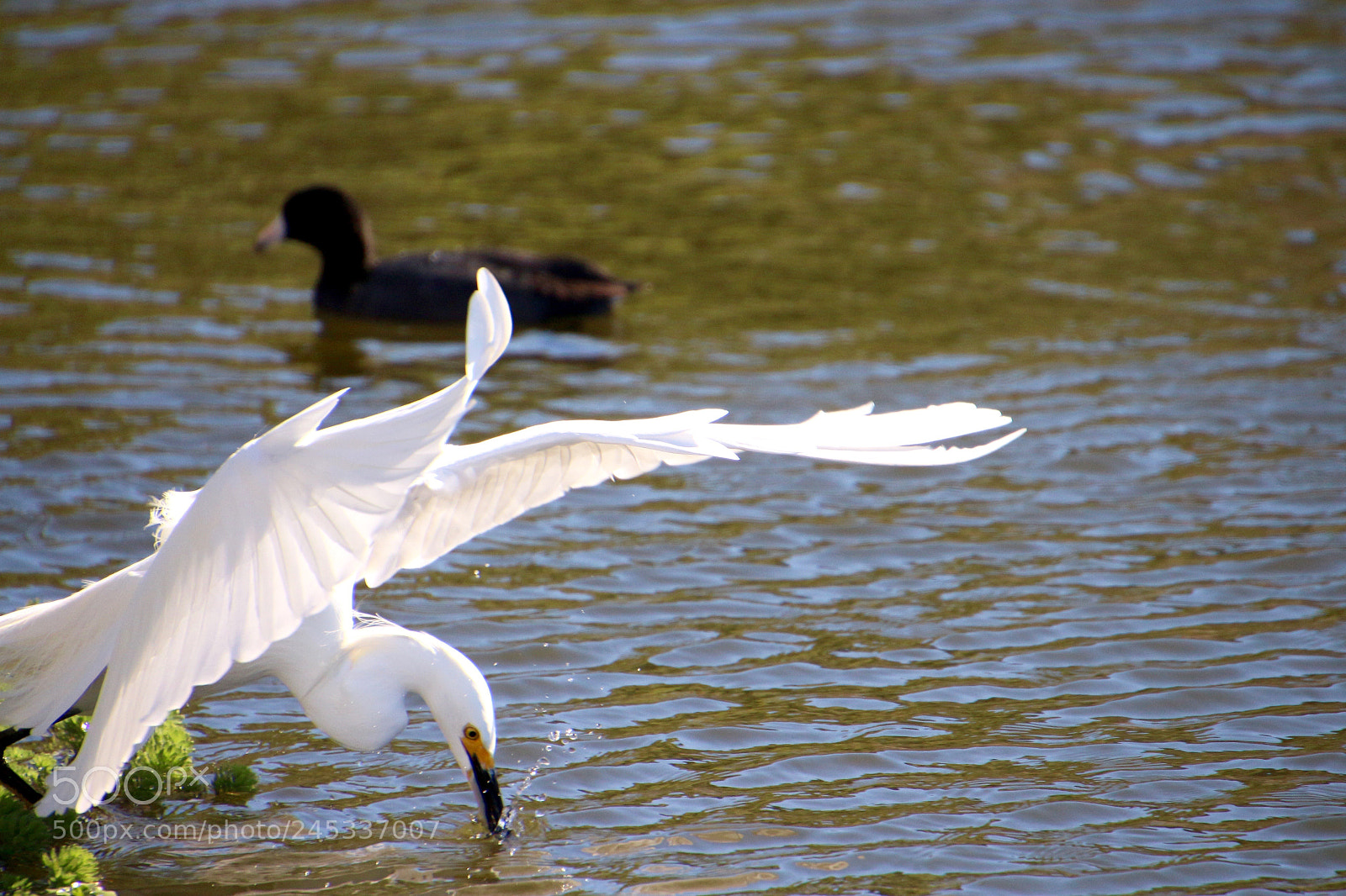 Canon EOS 700D (EOS Rebel T5i / EOS Kiss X7i) sample photo. Catching a snack! photography