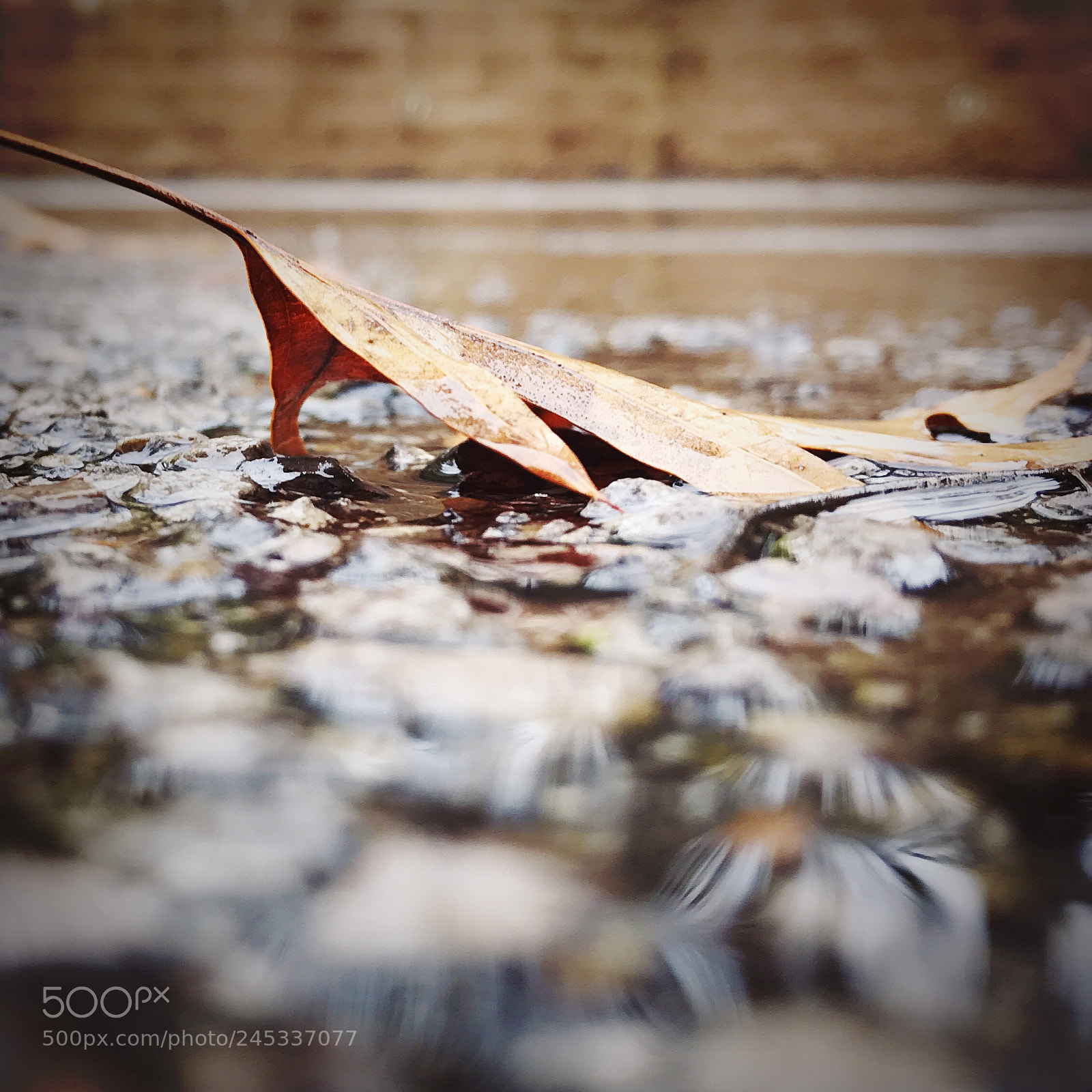 Apple iPhone 7 Plus sample photo. Leaf in rain photography