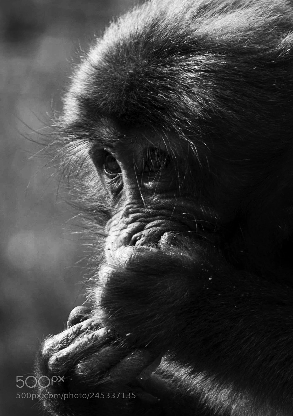 Nikon D7200 sample photo. Monkey photography