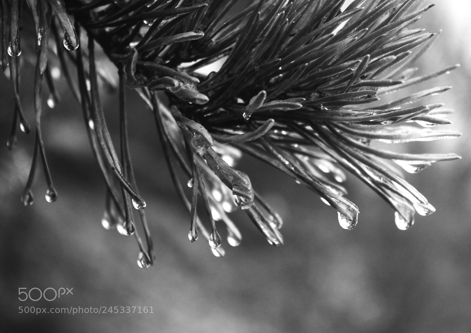 Canon EOS 550D (EOS Rebel T2i / EOS Kiss X4) sample photo. Drips of pine photography