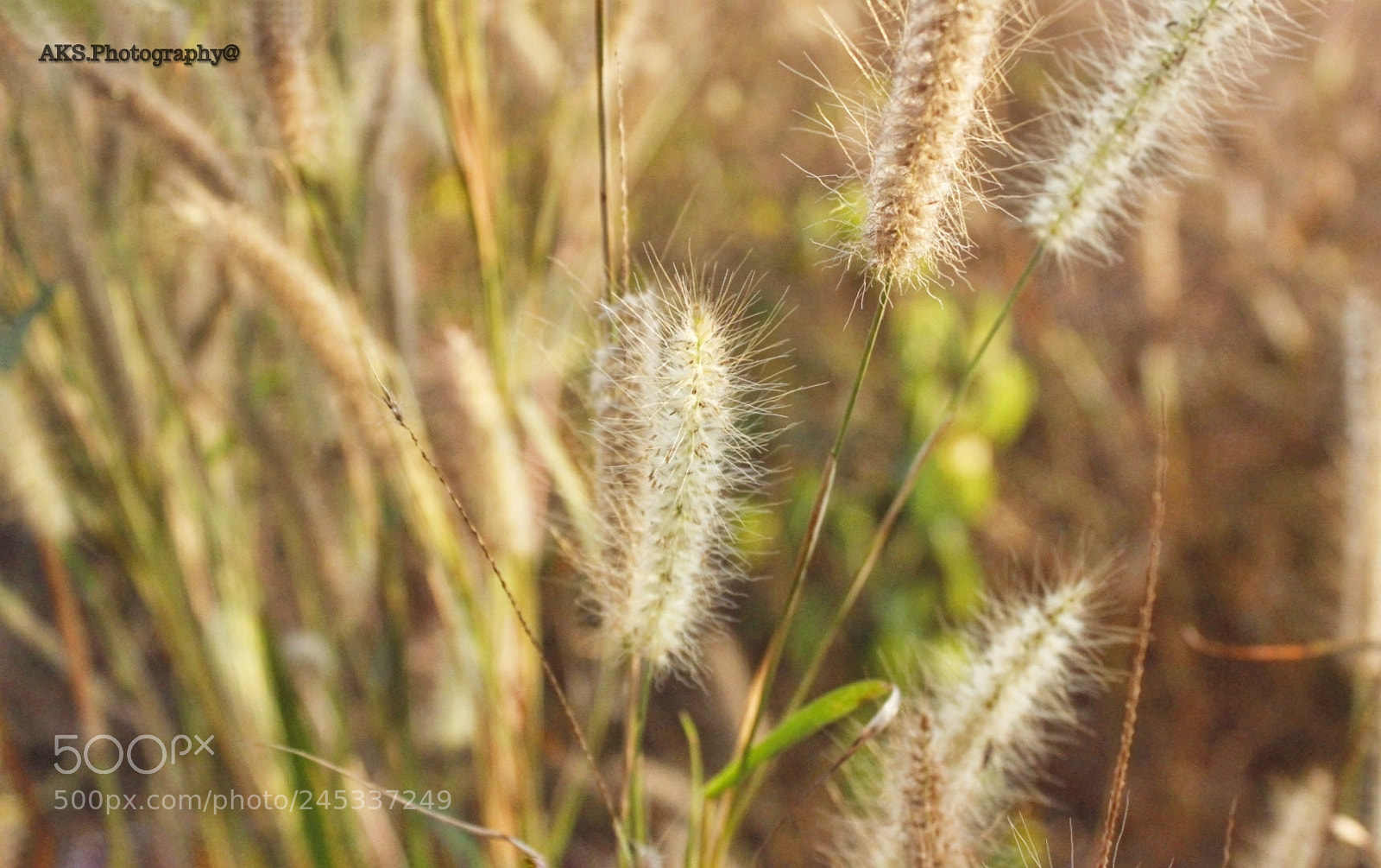 Canon EOS 1300D (EOS Rebel T6 / EOS Kiss X80) sample photo. Grassy photography