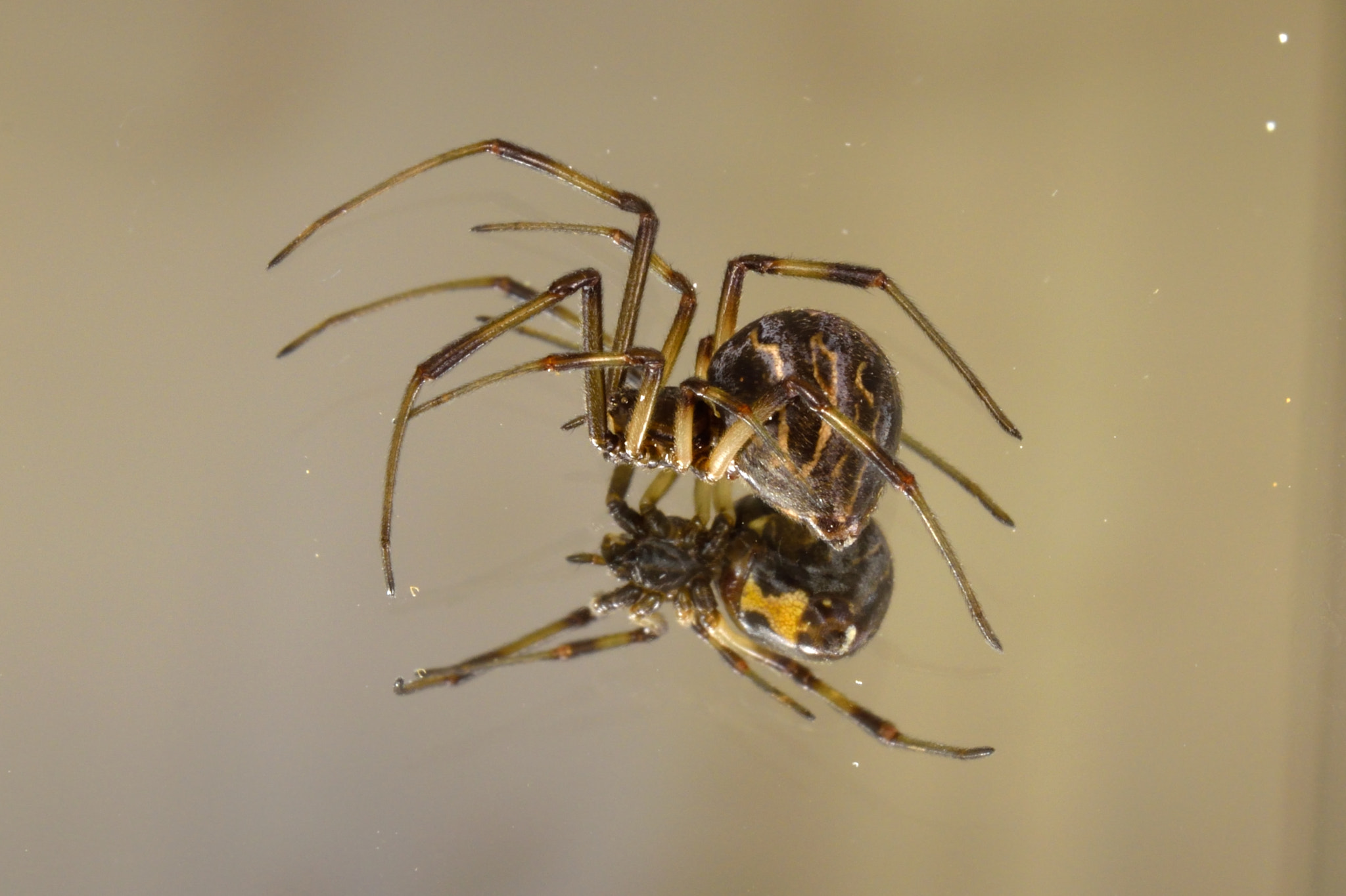 Nikon D3300 + Nikon AF-S Micro-Nikkor 60mm F2.8G ED sample photo. Juvenile black widow spider photography