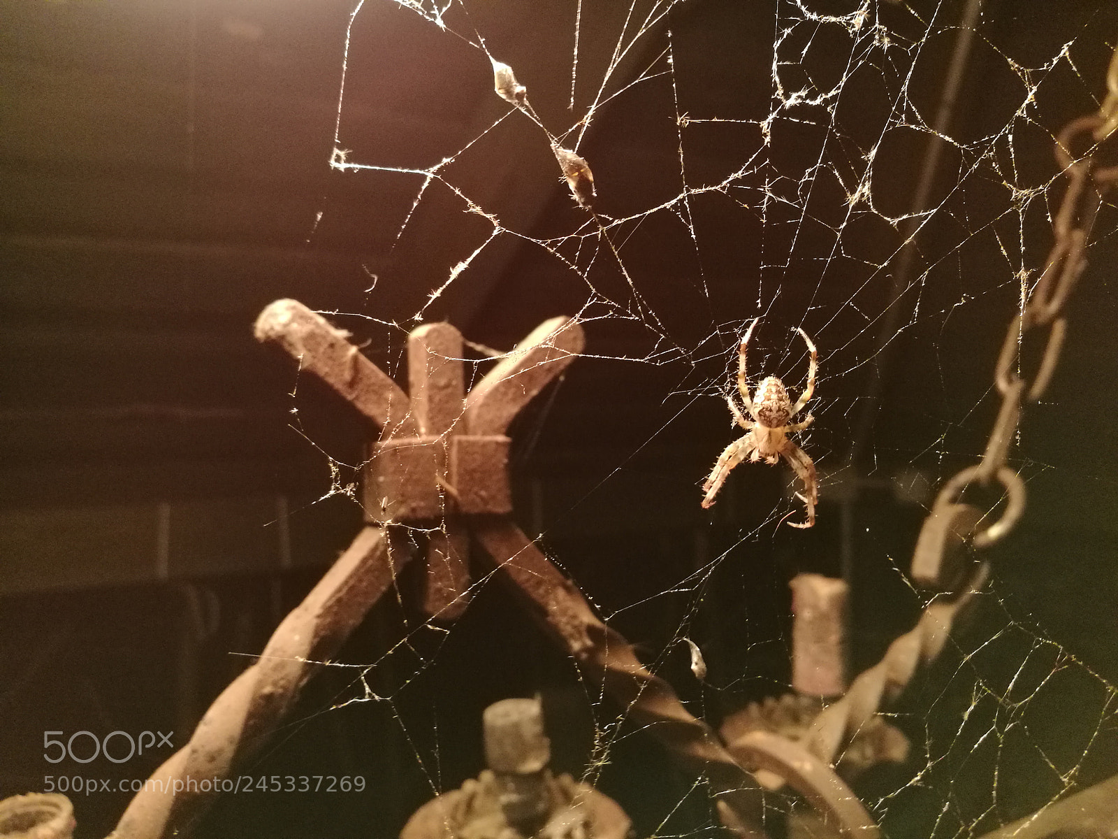 HUAWEI P9 Plus sample photo. Spider photography
