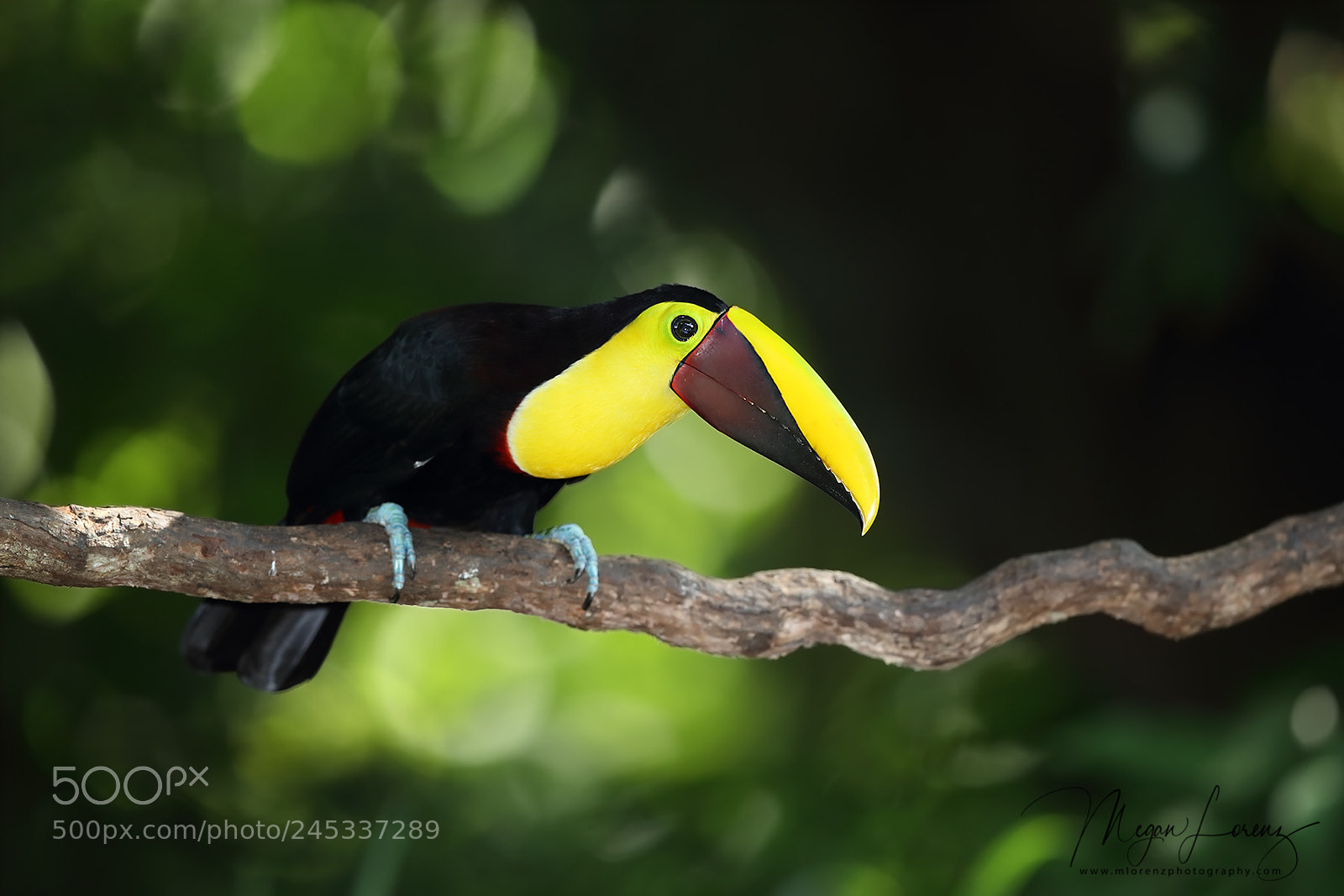 Canon EOS-1D X Mark II sample photo. Toucan photography