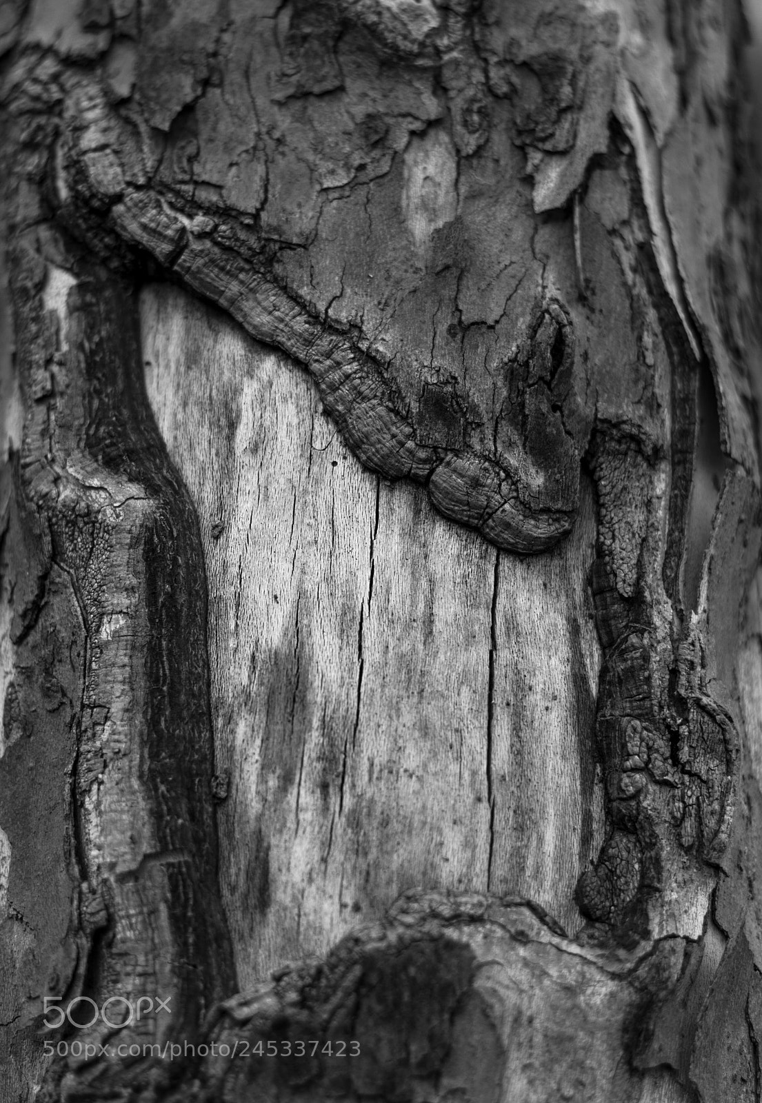 Canon EOS 77D (EOS 9000D / EOS 770D) sample photo. Tree texture photography