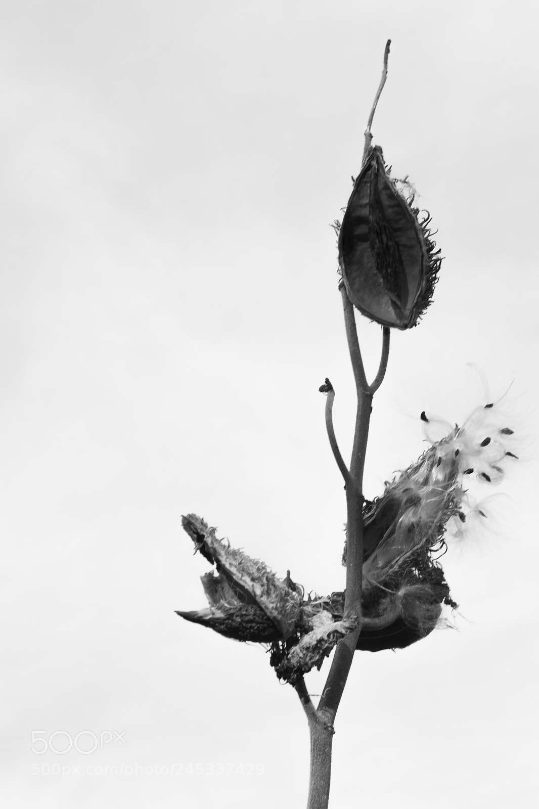 Canon EOS 77D (EOS 9000D / EOS 770D) sample photo. Cotton 2 photography