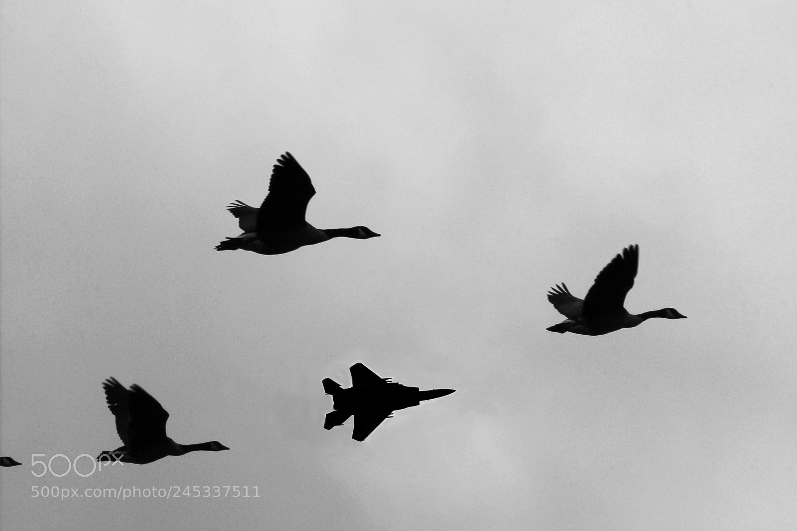Canon EF-S 18-135mm F3.5-5.6 IS sample photo. One bird is different photography