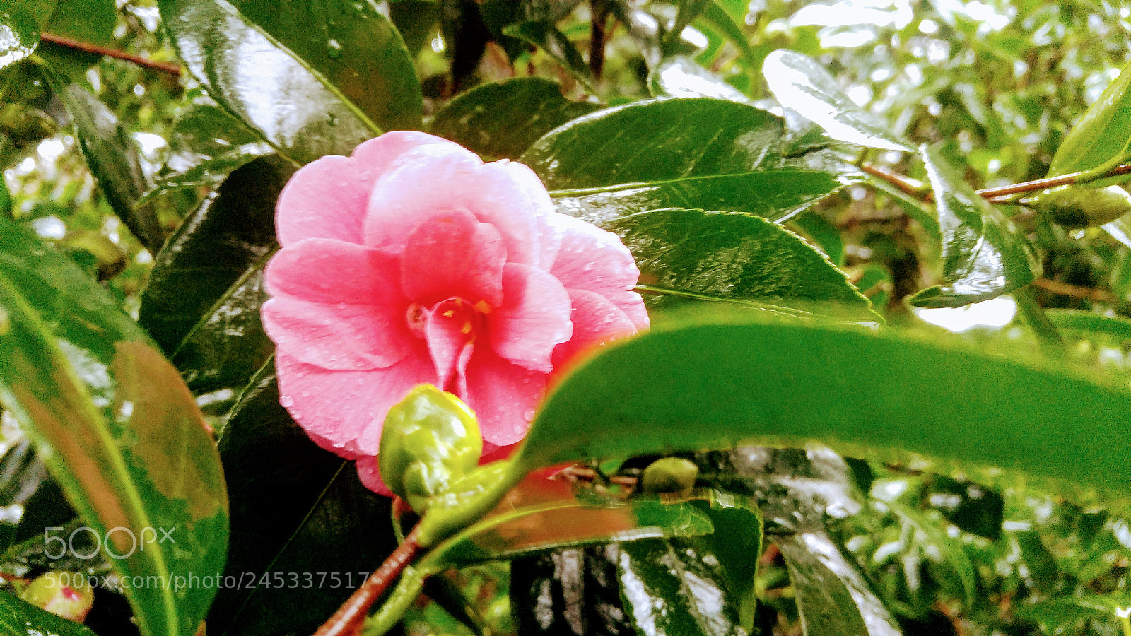 LG G4 sample photo. Pink camelia photography