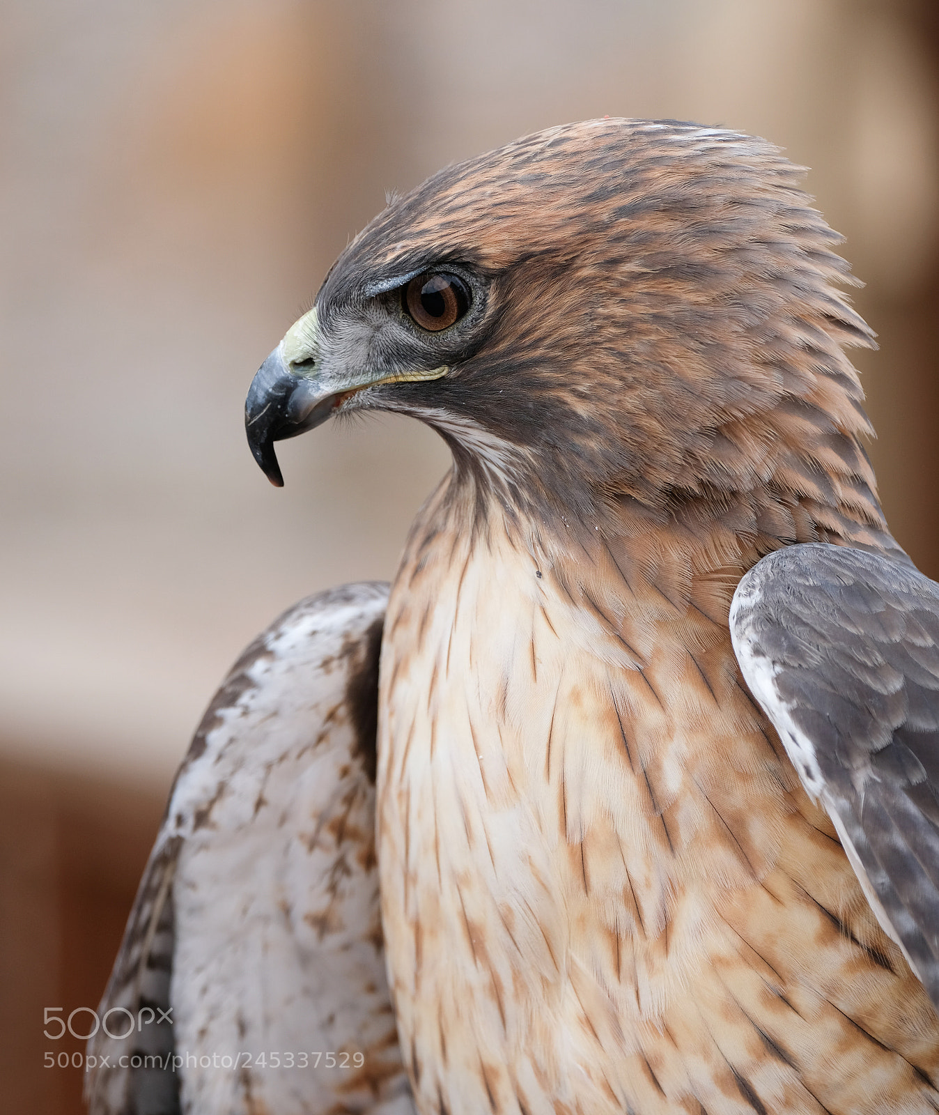 Fujifilm X-T2 sample photo. Red-tailed hawk photography